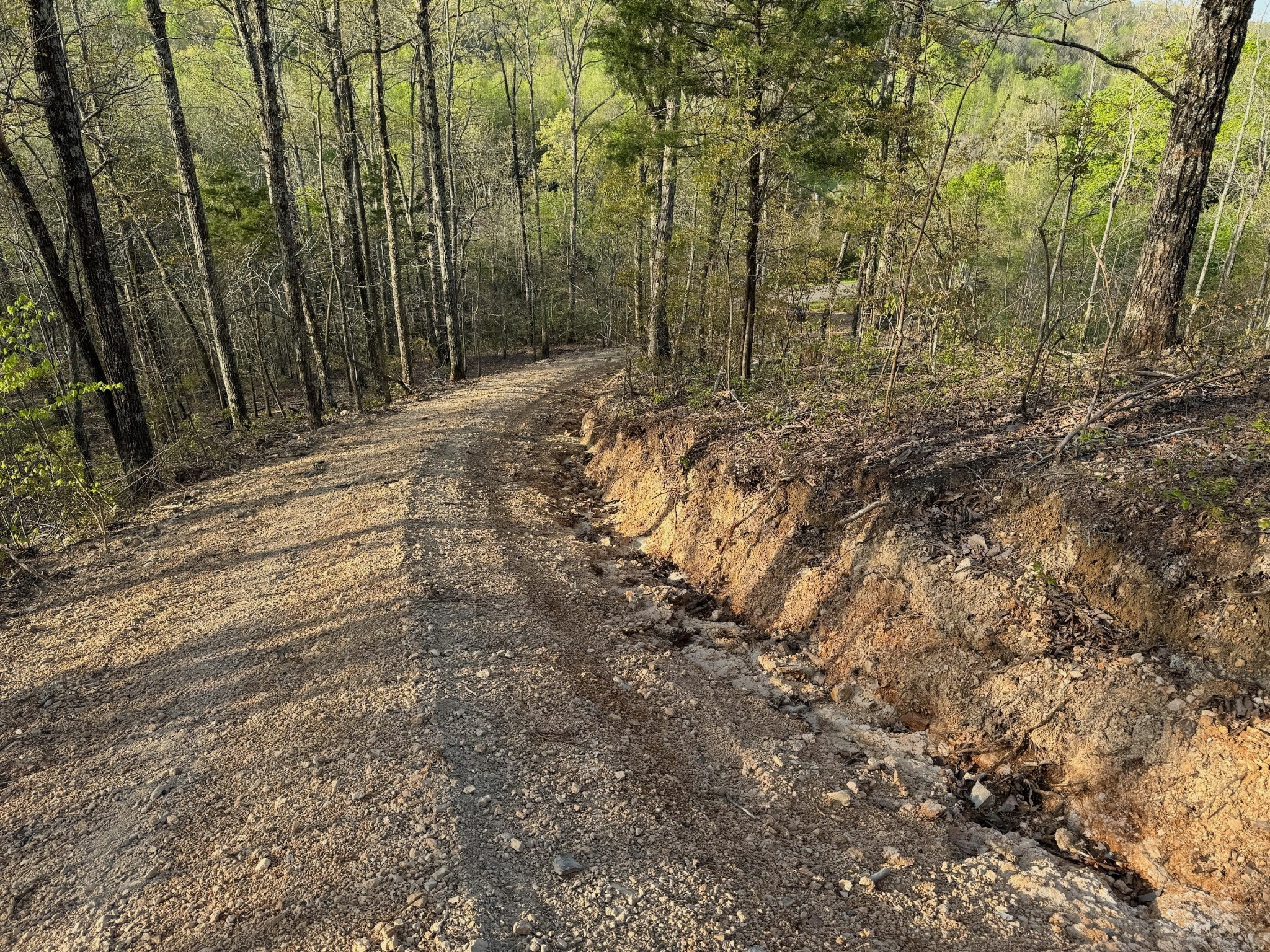 3900 Roan Creek Road Lobelville, TN 37097 - Photo 9 of 38 a view of a forest with trees