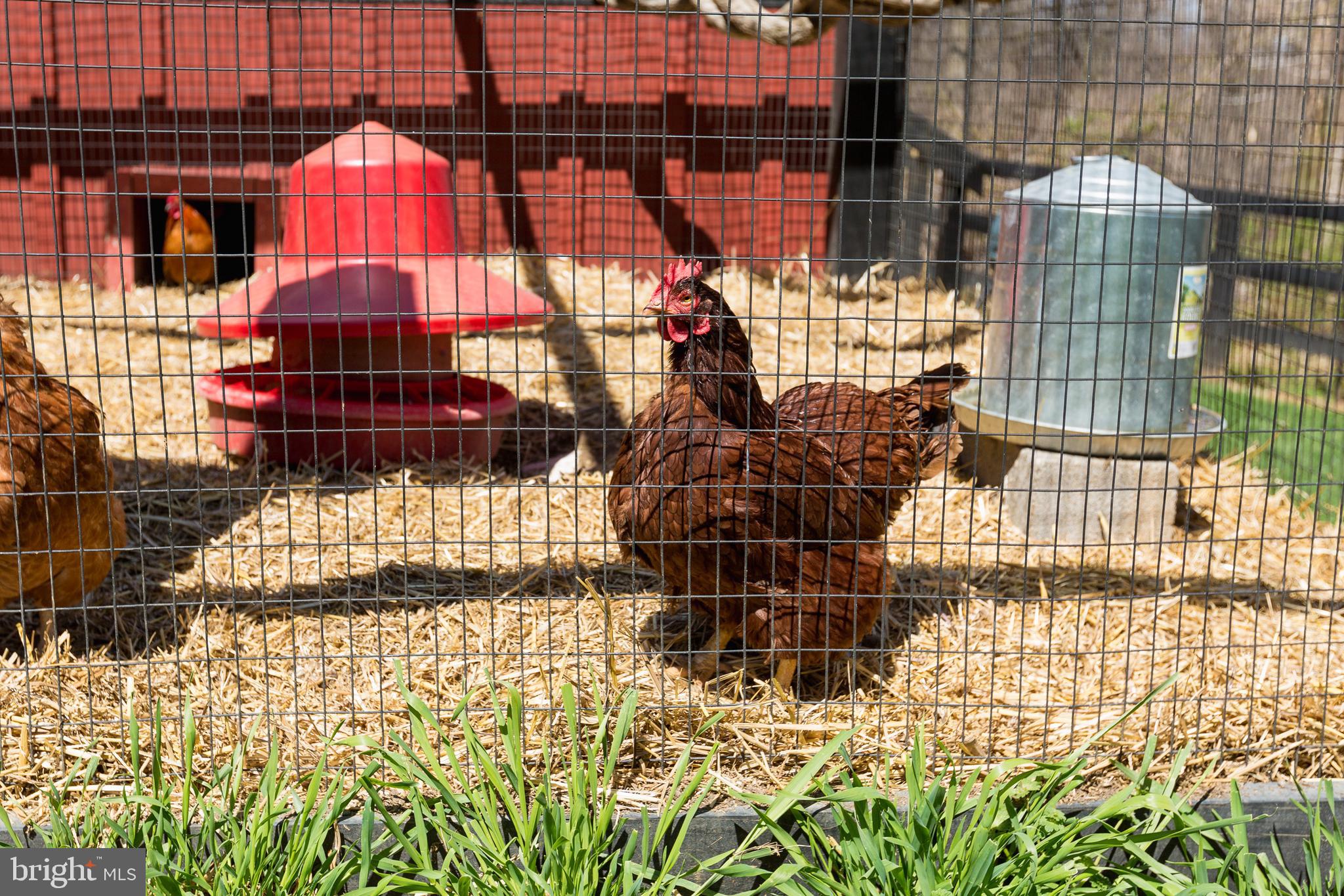 18490 Blue Ridge Mountain Road Bluemont, VA 20135 - Photo 24 of 87 Love Chickens? Enjoy the chicken coop and run.