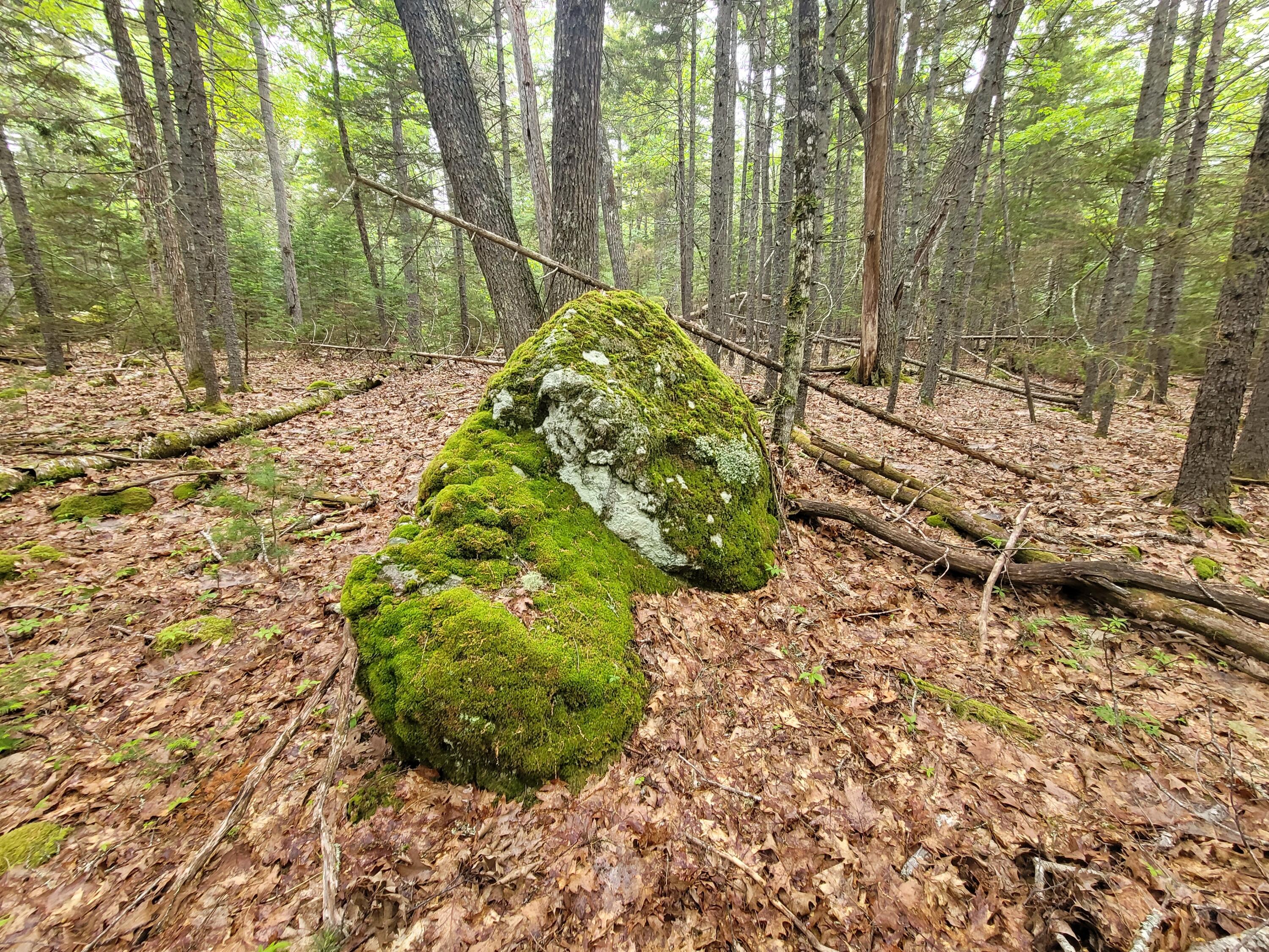 Tbd Grindleville Road Blue Hill, ME 04614 - Photo 14 of 52 Interior of lot