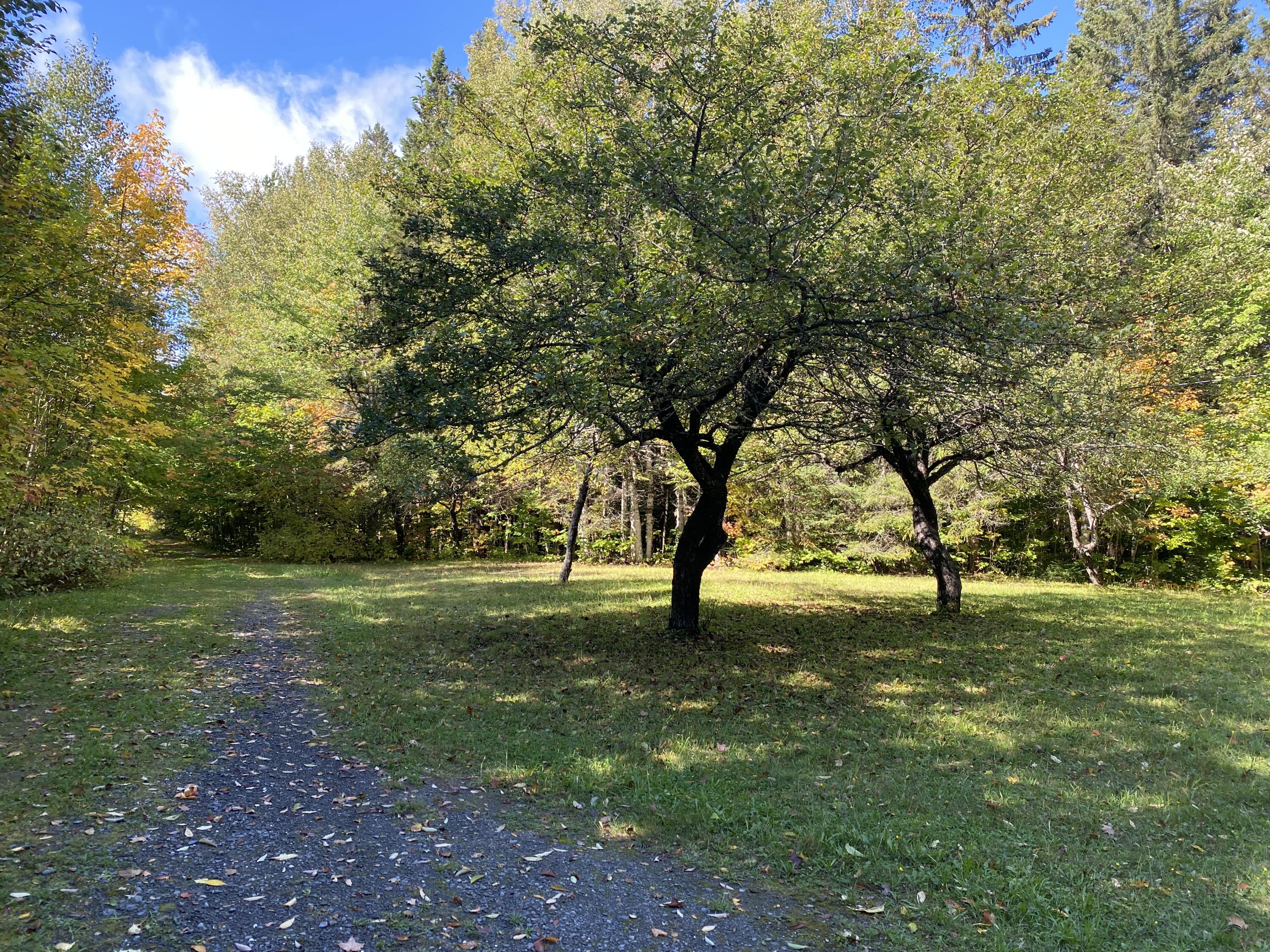 6 Sugartree Road St. David, ME 04773 - Photo 1 of 18 IMG_7269