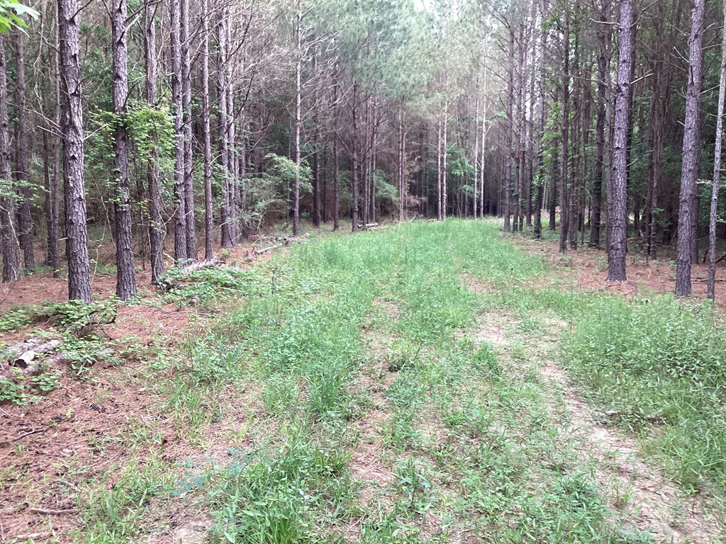 1290 Guy Branch Road Cottonwood, AL 36320 - Photo 14 of 20