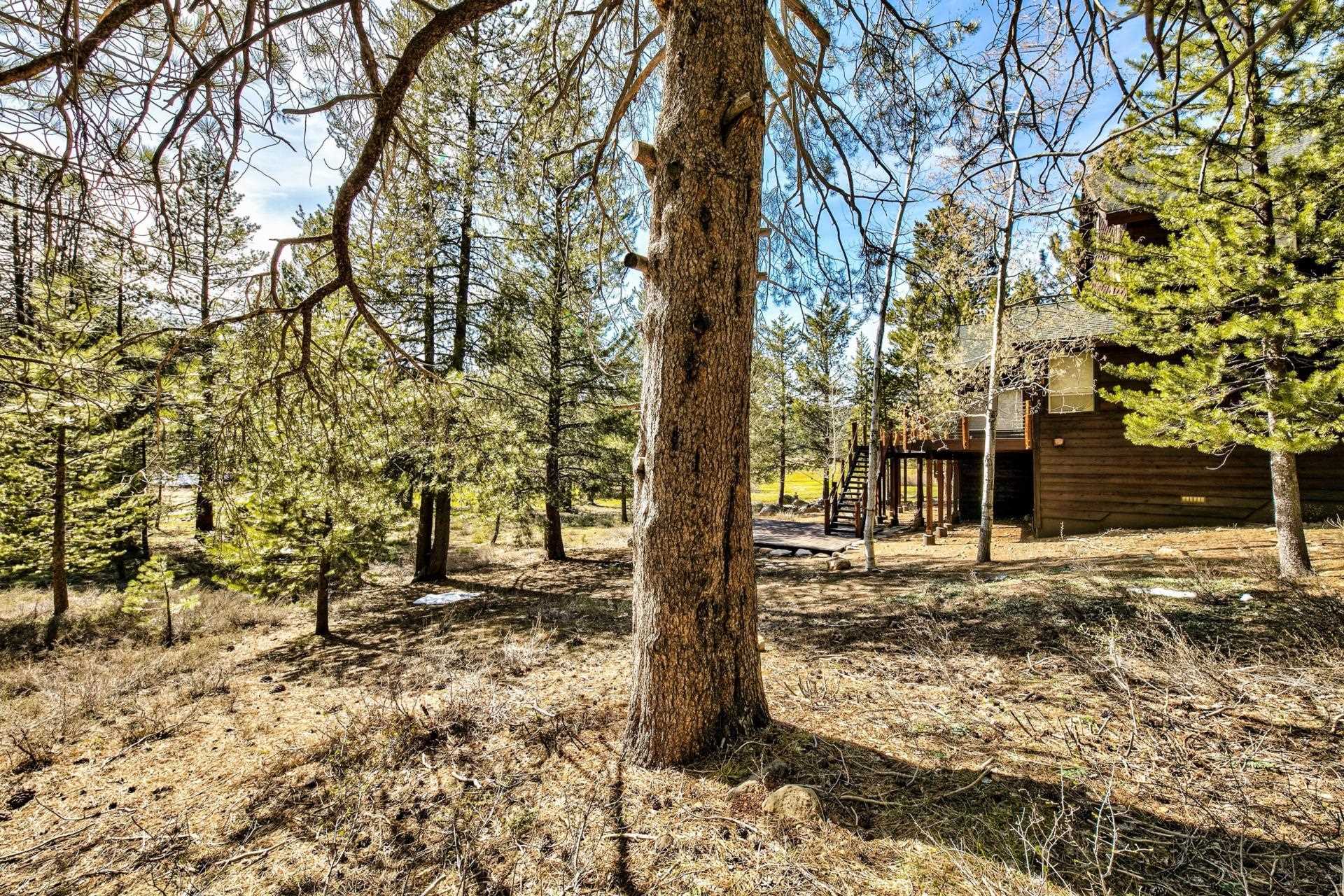 11224 Bennett Flat Road Truckee, CA 96161 - Photo 3 of 18 a view of a yard with plants and trees
