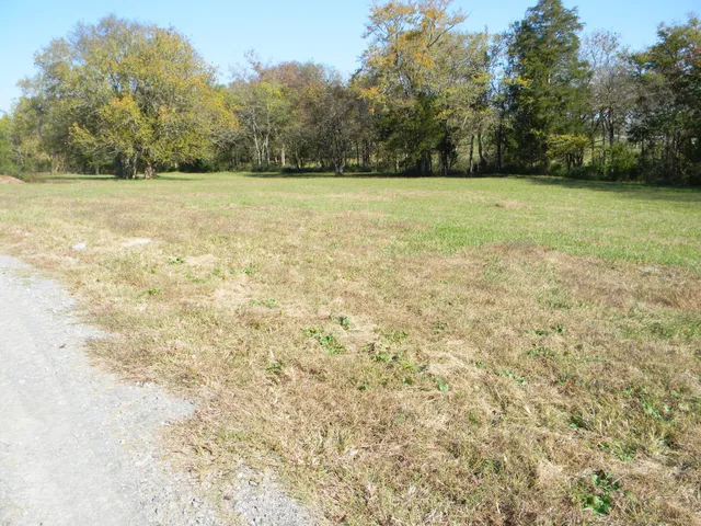 a view of big yard with an trees