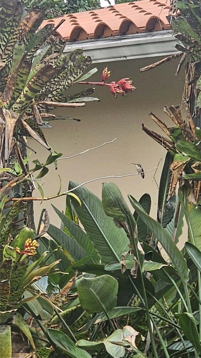 6371 Hutchinson Road Miami Lakes, FL 33014 - Photo 17 of 17 Hummingbird feeding on landscaping in front yard.