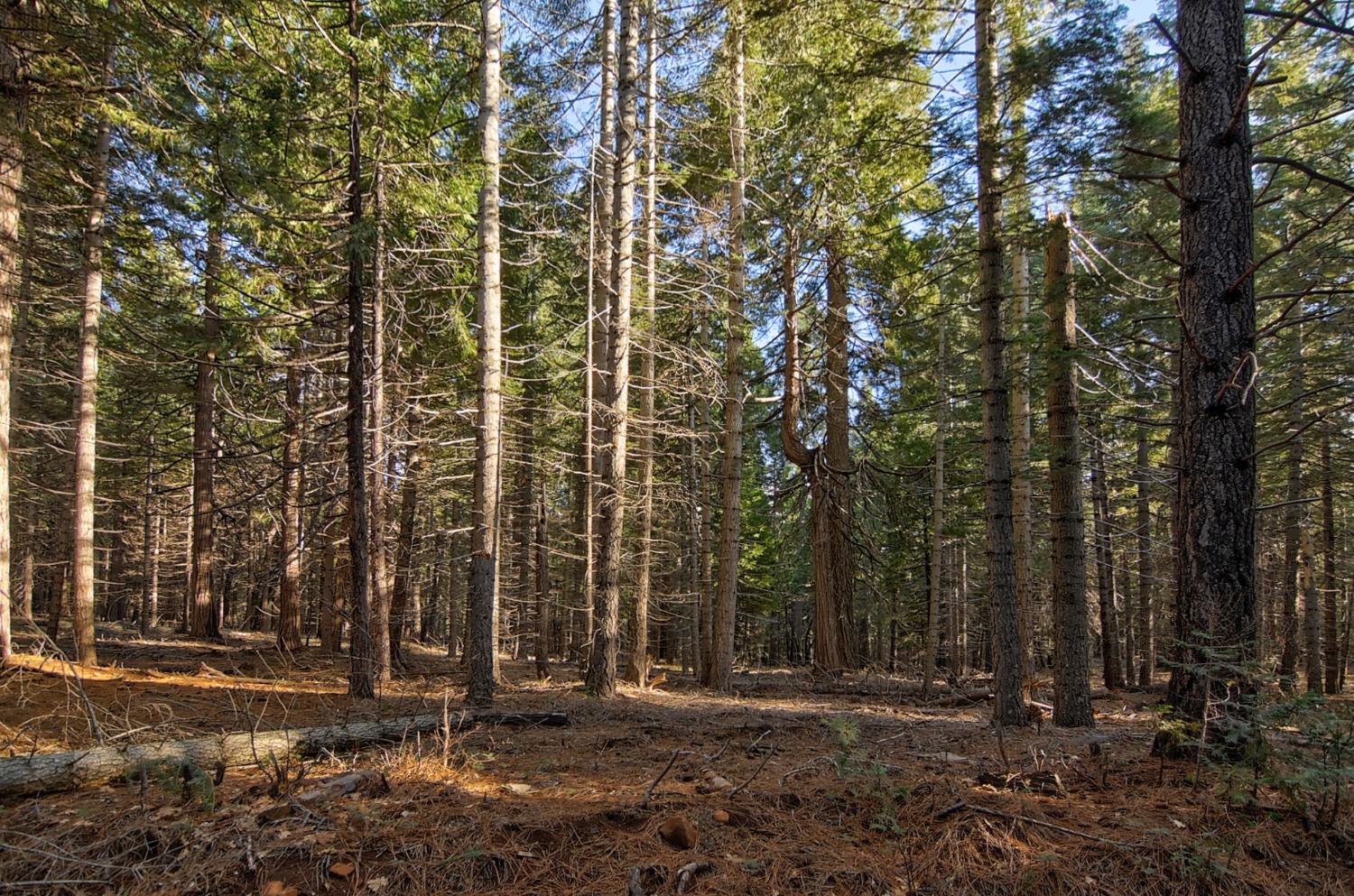 680 Sugar Pine Road Alta, CA 95701 - Photo 2 of 9 a view of a building with trees
