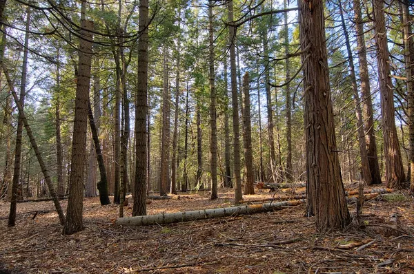 a view of a backyard with large trees