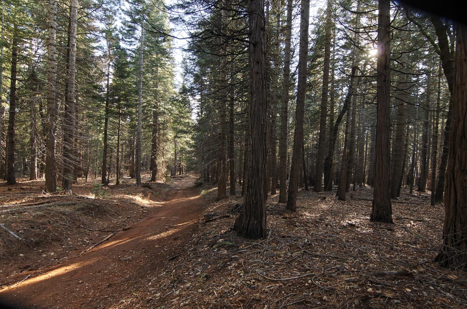 680 Sugar Pine Road Alta, CA 95701 - Photo 4 of 9 a view of a forest with trees in the background