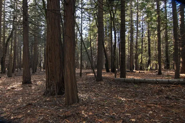 a view of a park with large trees