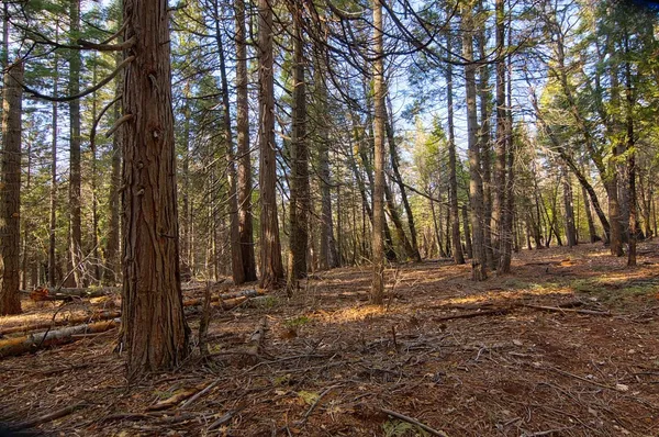 a view of a backyard with large trees