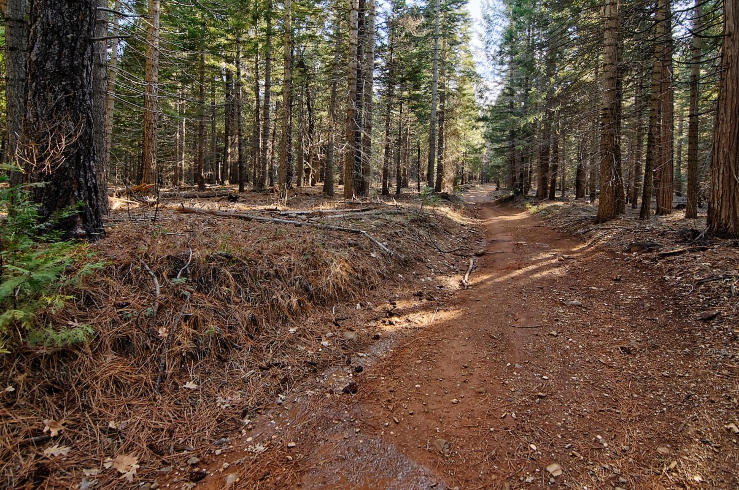 680 Sugar Pine Road Alta, CA 95701 - Photo 8 of 9 a view of outdoor space with trees