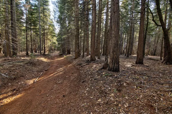 a view of a backyard with large trees