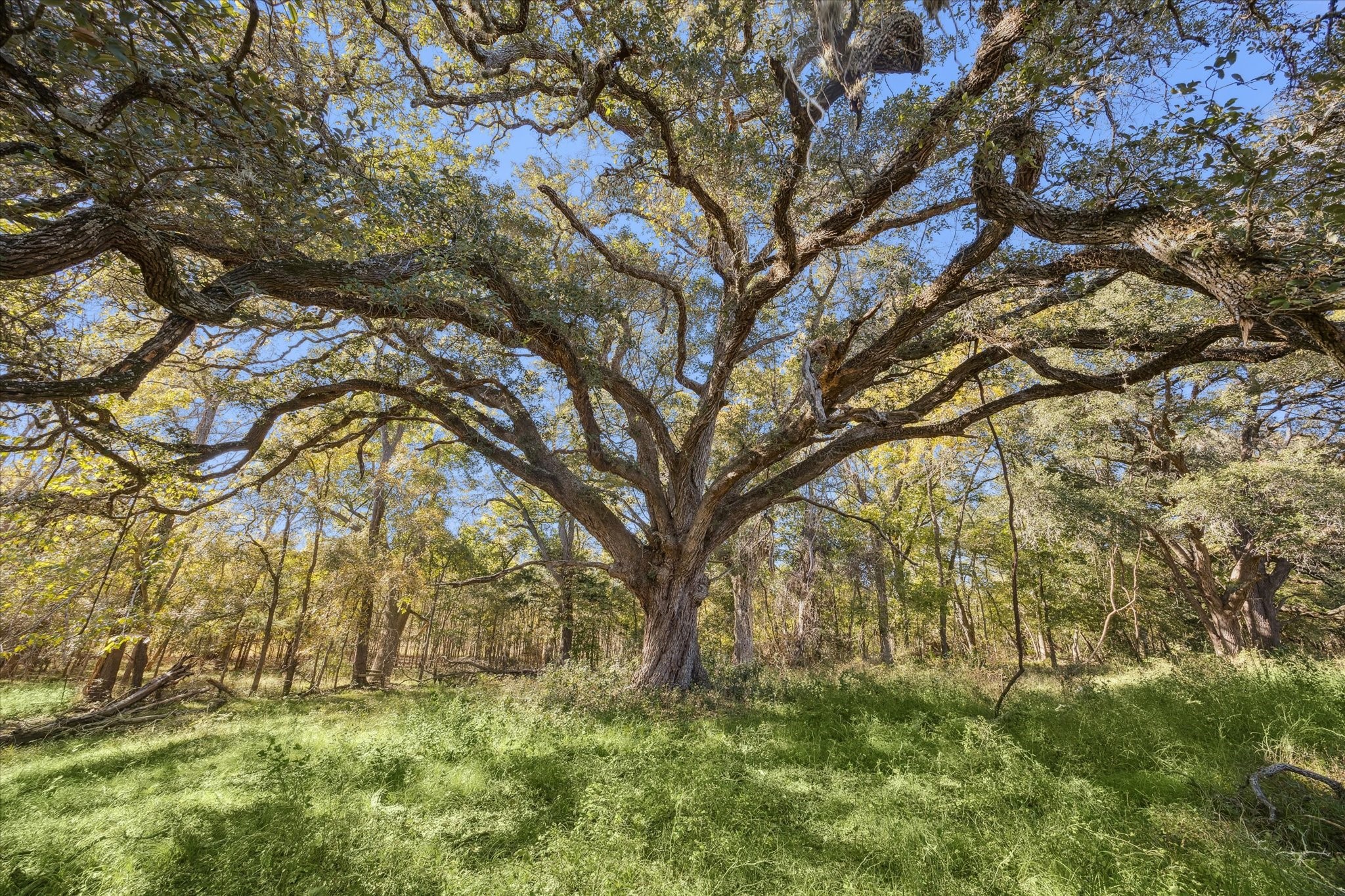 6230 Kovar Road Fayetteville, TX 78940 - Photo 4 of 10 a big yard with lots of green space and plants
