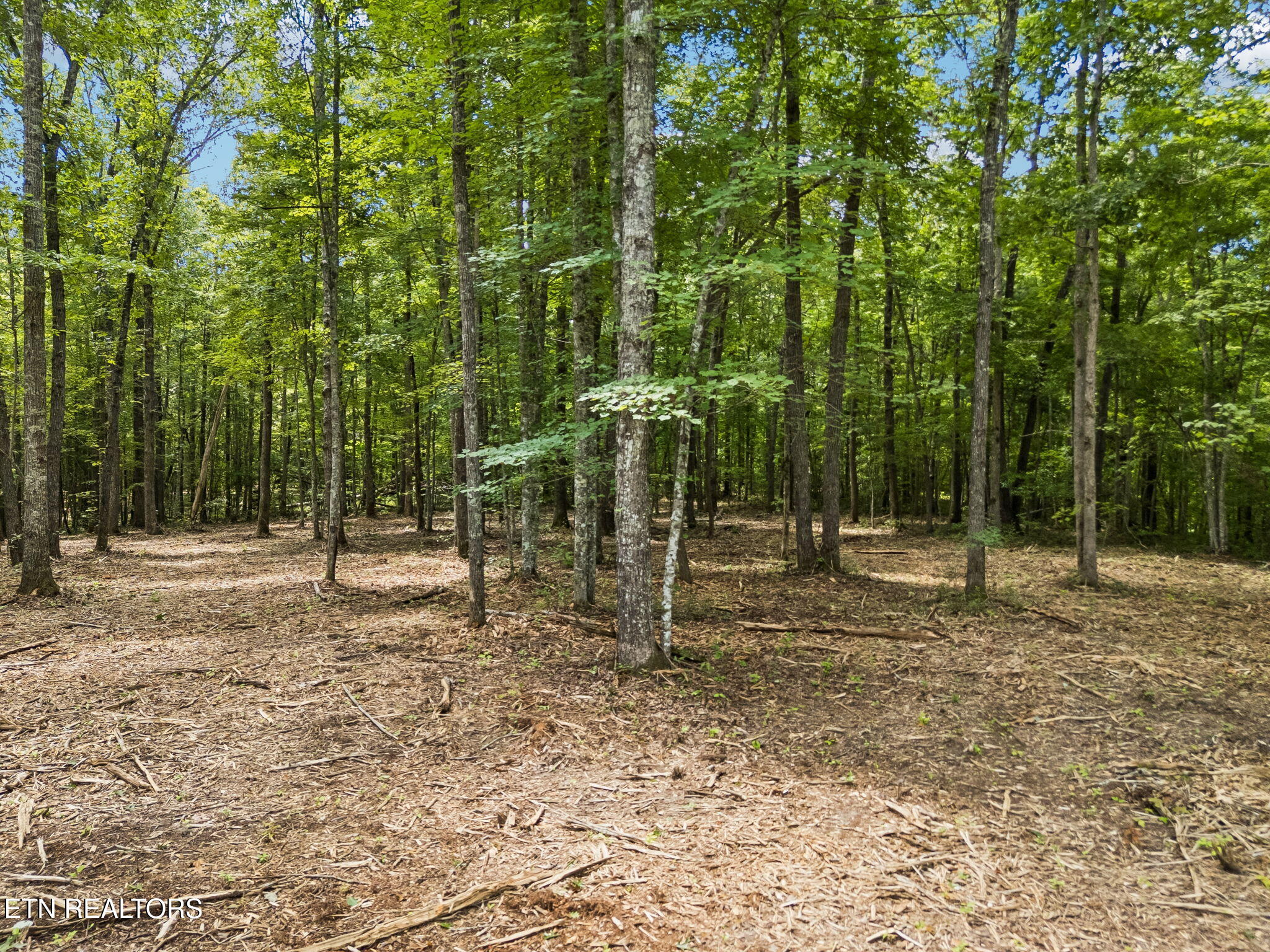 Sheep Ranch Road, Unit TRACT 7 Robbins, TN 37852 - Photo 21 of 35 27-1 Sheep Ranch Rd Lot 7 - 027