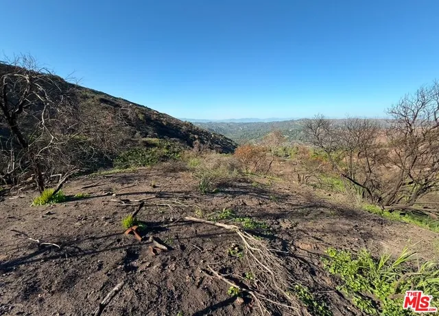 a view of a dry yard with trees
