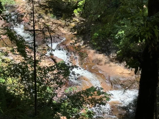 a close up of a flower in a garden