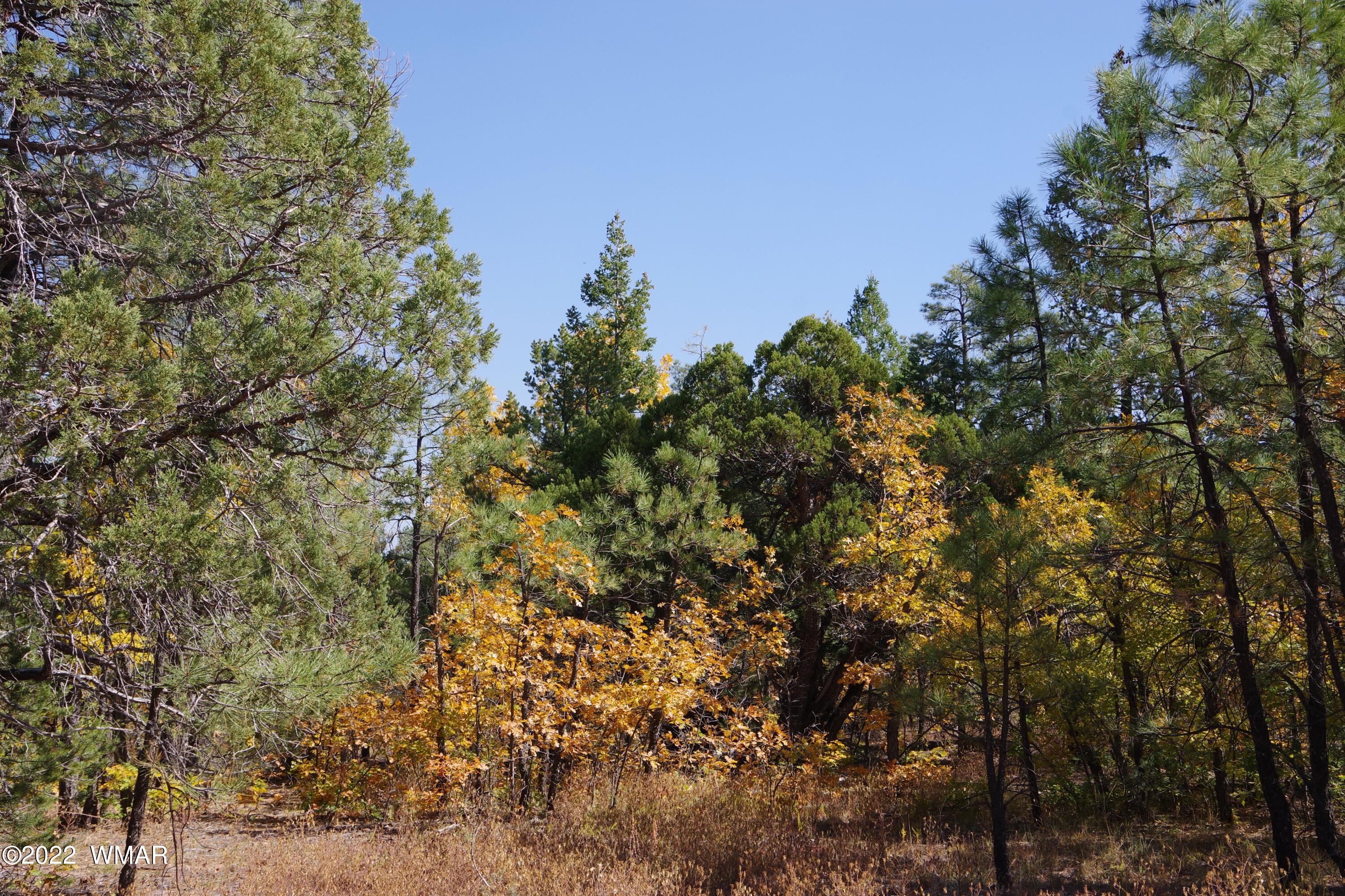 Tbd Tbd Rim Road Lakeside, AZ 85929 - Photo 6 of 10