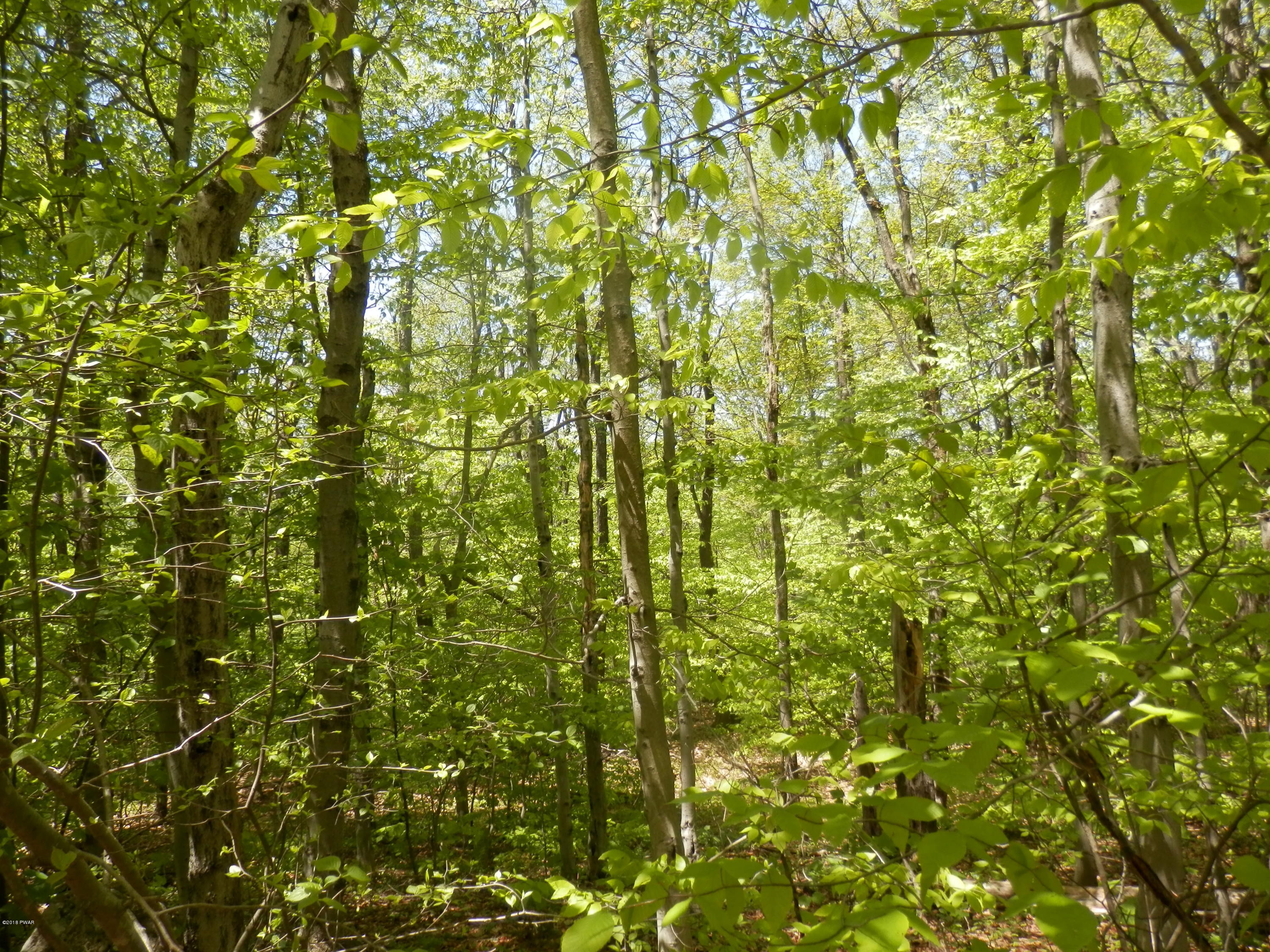 580 Brace Brook Road Union Dale, PA 18470 - Photo 3 of 5