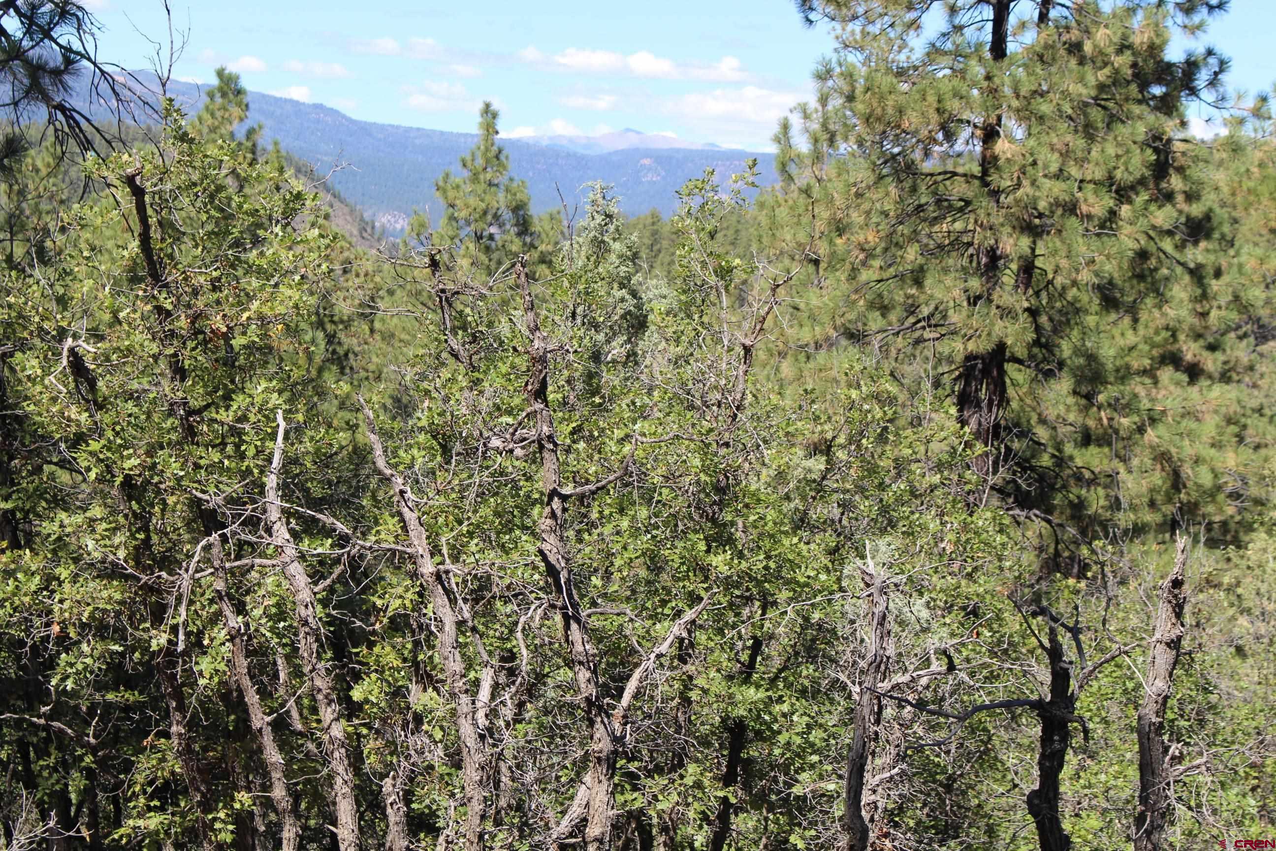 1286 Crooked Road Pagosa Springs, CO 81147 - Photo 11 of 20 a view of a bunch of trees