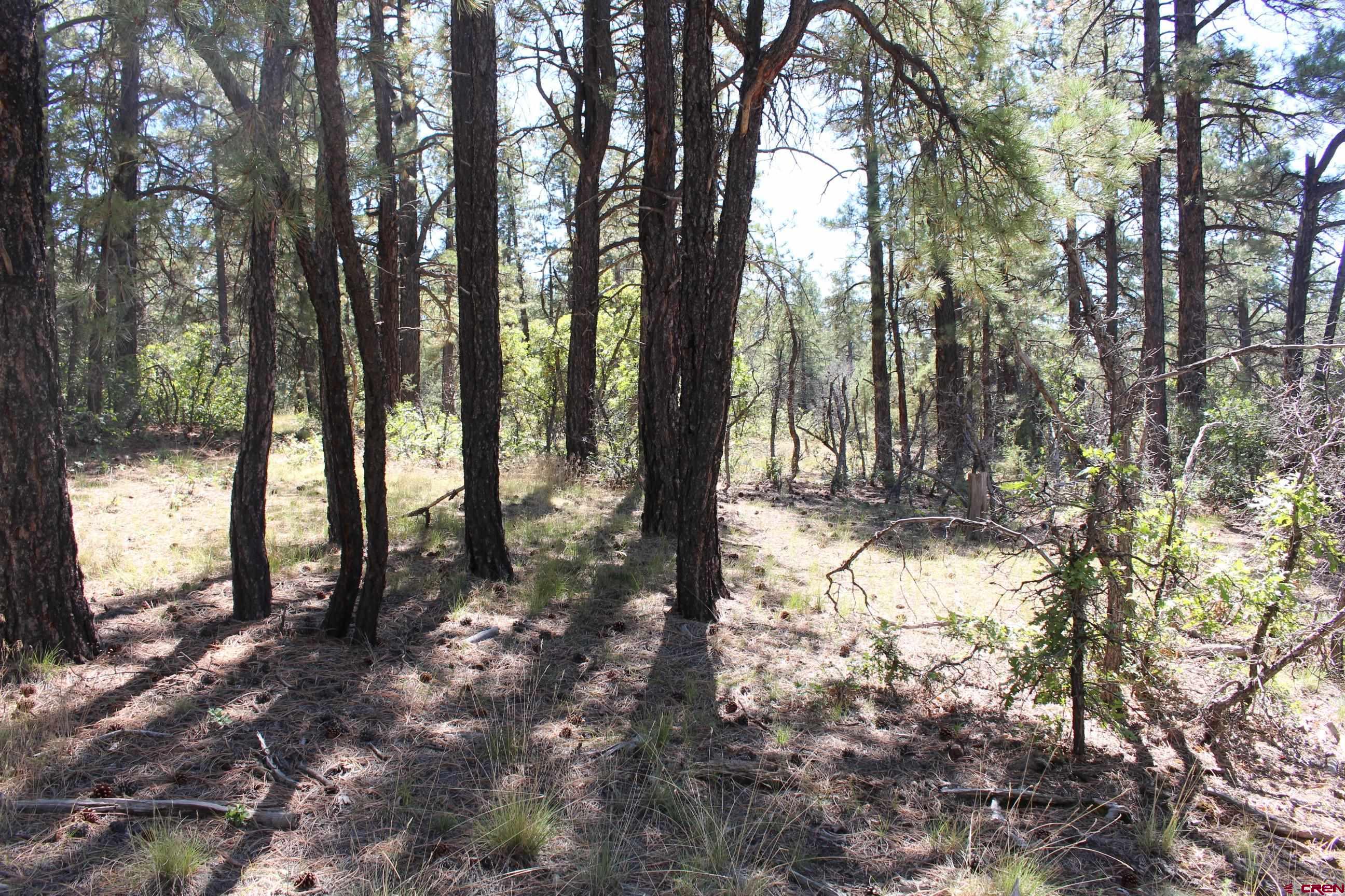 1286 Crooked Road Pagosa Springs, CO 81147 - Photo 13 of 20 a view of outdoor space and trees