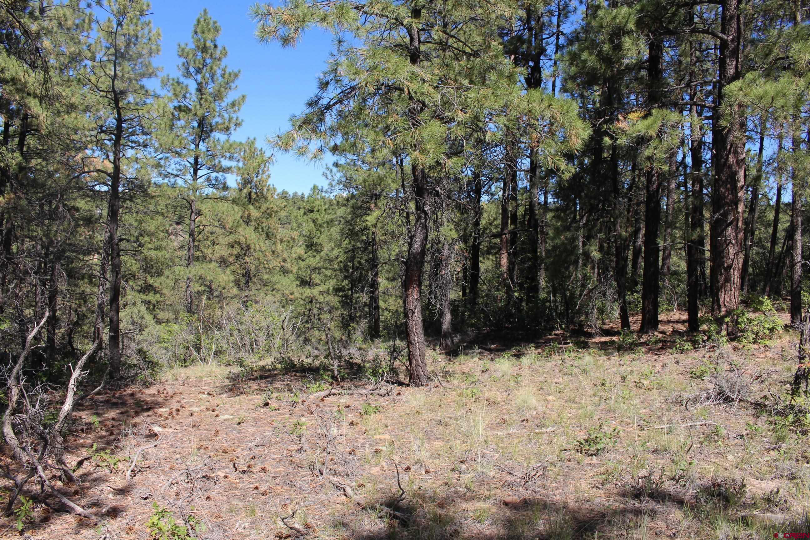 1286 Crooked Road Pagosa Springs, CO 81147 - Photo 15 of 20 a view of a yard covered with trees