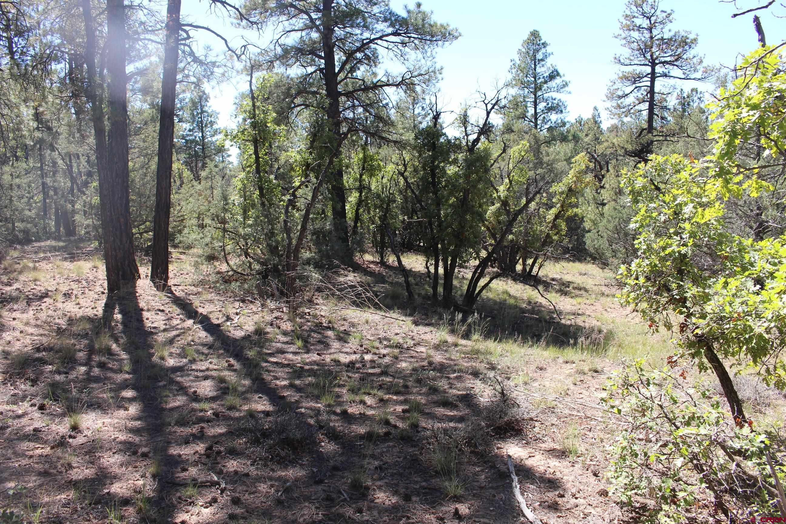 1286 Crooked Road Pagosa Springs, CO 81147 - Photo 17 of 20 a view of a forest filled with trees