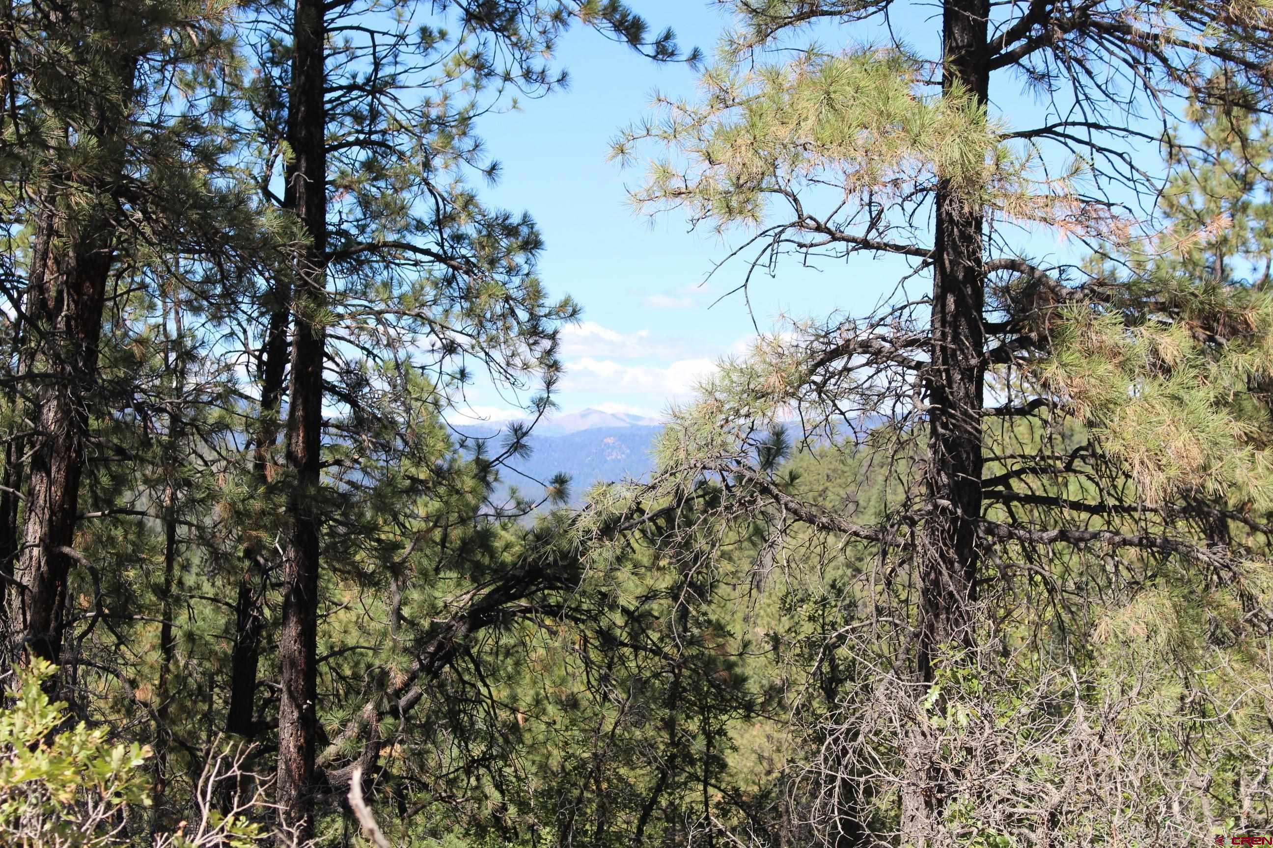 1286 Crooked Road Pagosa Springs, CO 81147 - Photo 19 of 20 a backyard of a house with lots of green space