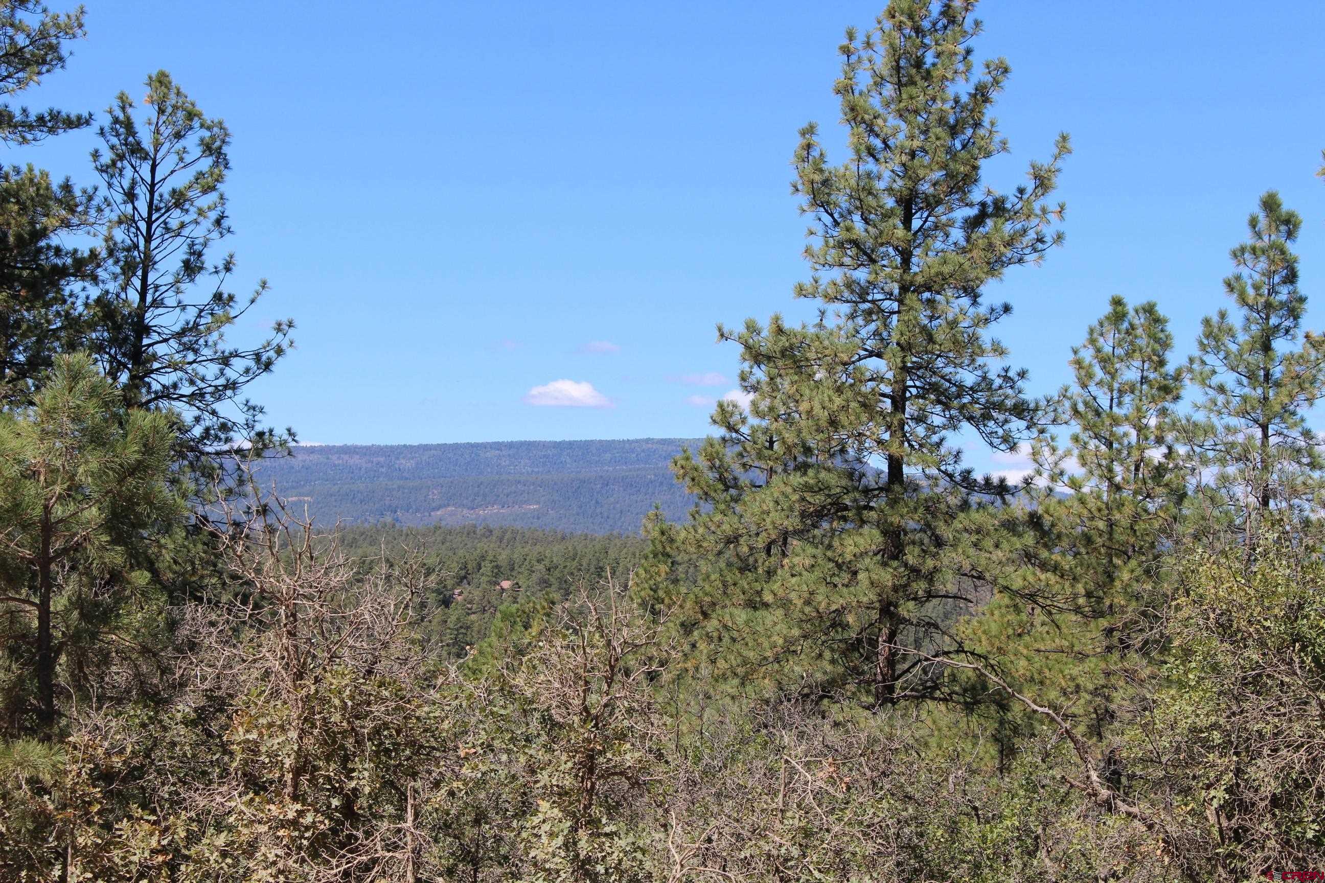 1286 Crooked Road Pagosa Springs, CO 81147 - Photo 20 of 20 a view of a yard with a tree