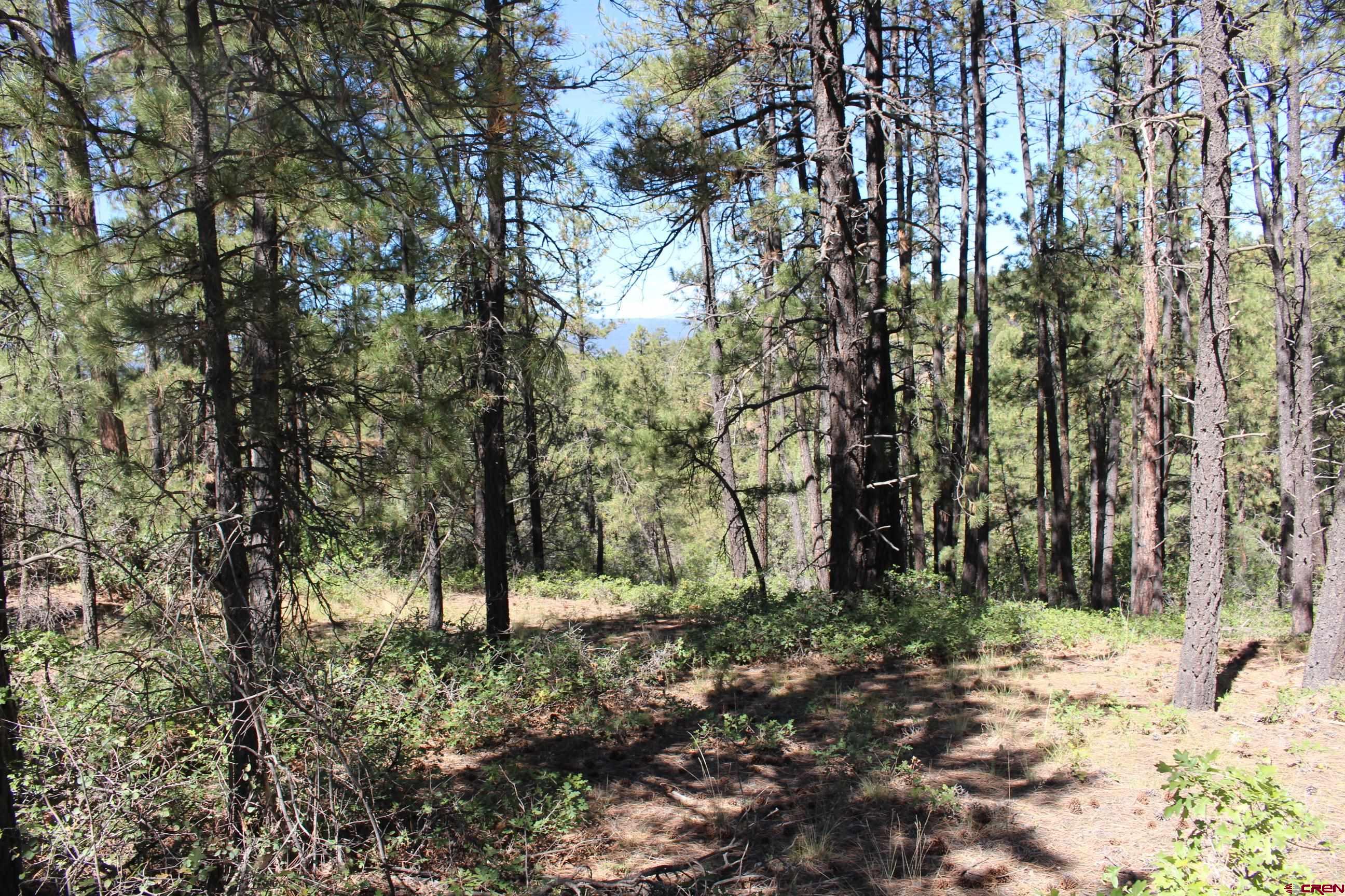 1286 Crooked Road Pagosa Springs, CO 81147 - Photo 2 of 20 a view of outdoor space with trees