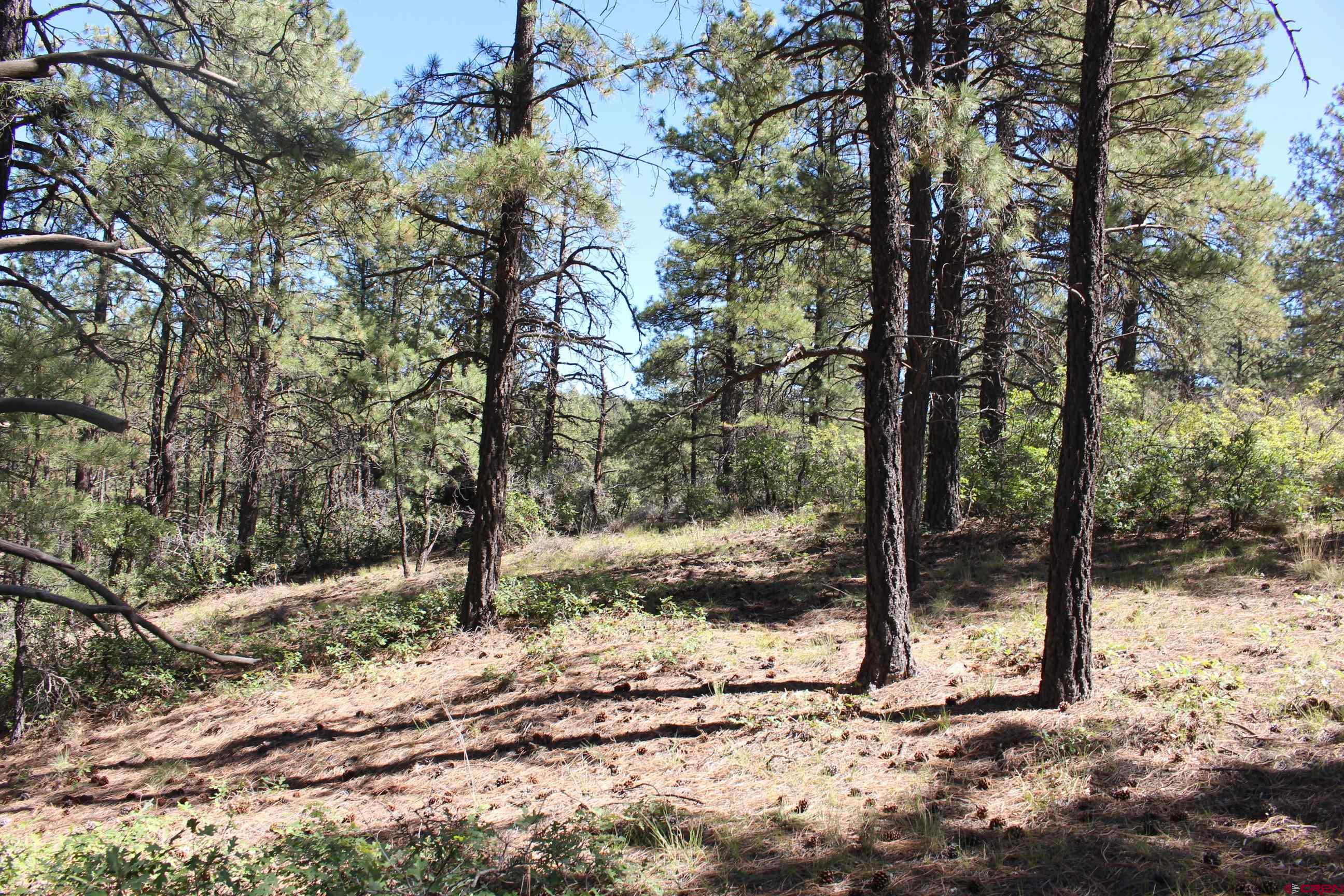 1286 Crooked Road Pagosa Springs, CO 81147 - Photo 3 of 20 a view of a forest filled with trees