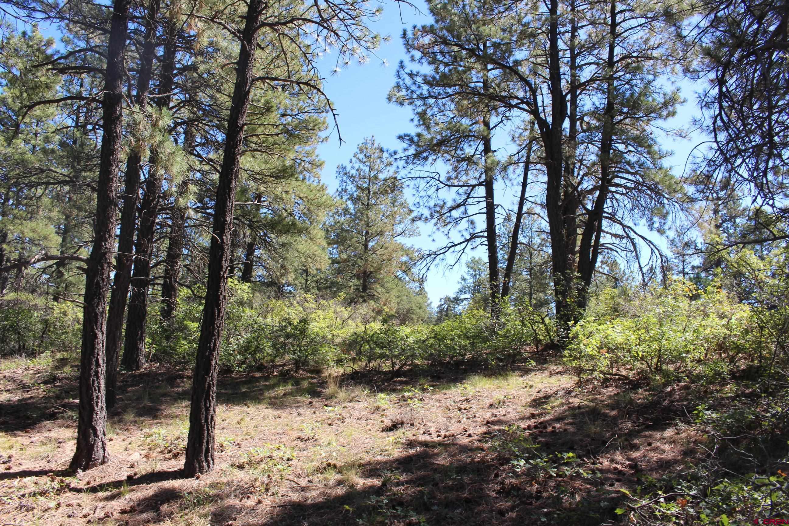 1286 Crooked Road Pagosa Springs, CO 81147 - Photo 4 of 20 a view of a forest filled with trees