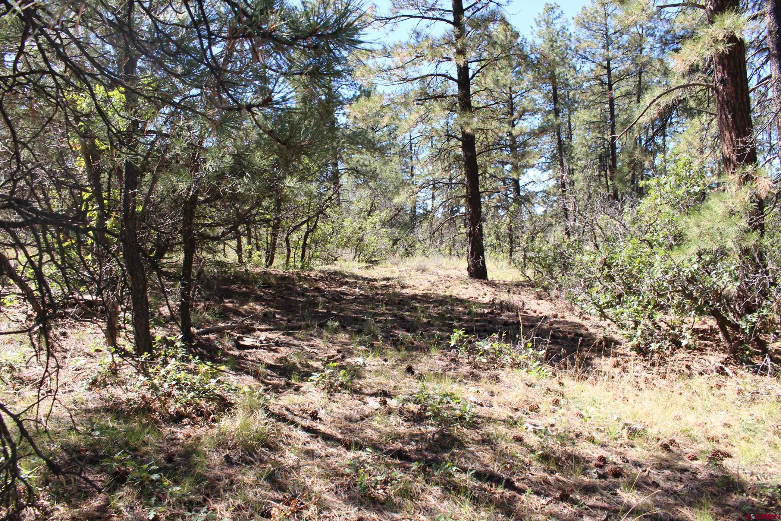 1286 Crooked Road Pagosa Springs, CO 81147 - Photo 5 of 20 a view of outdoor space and trees