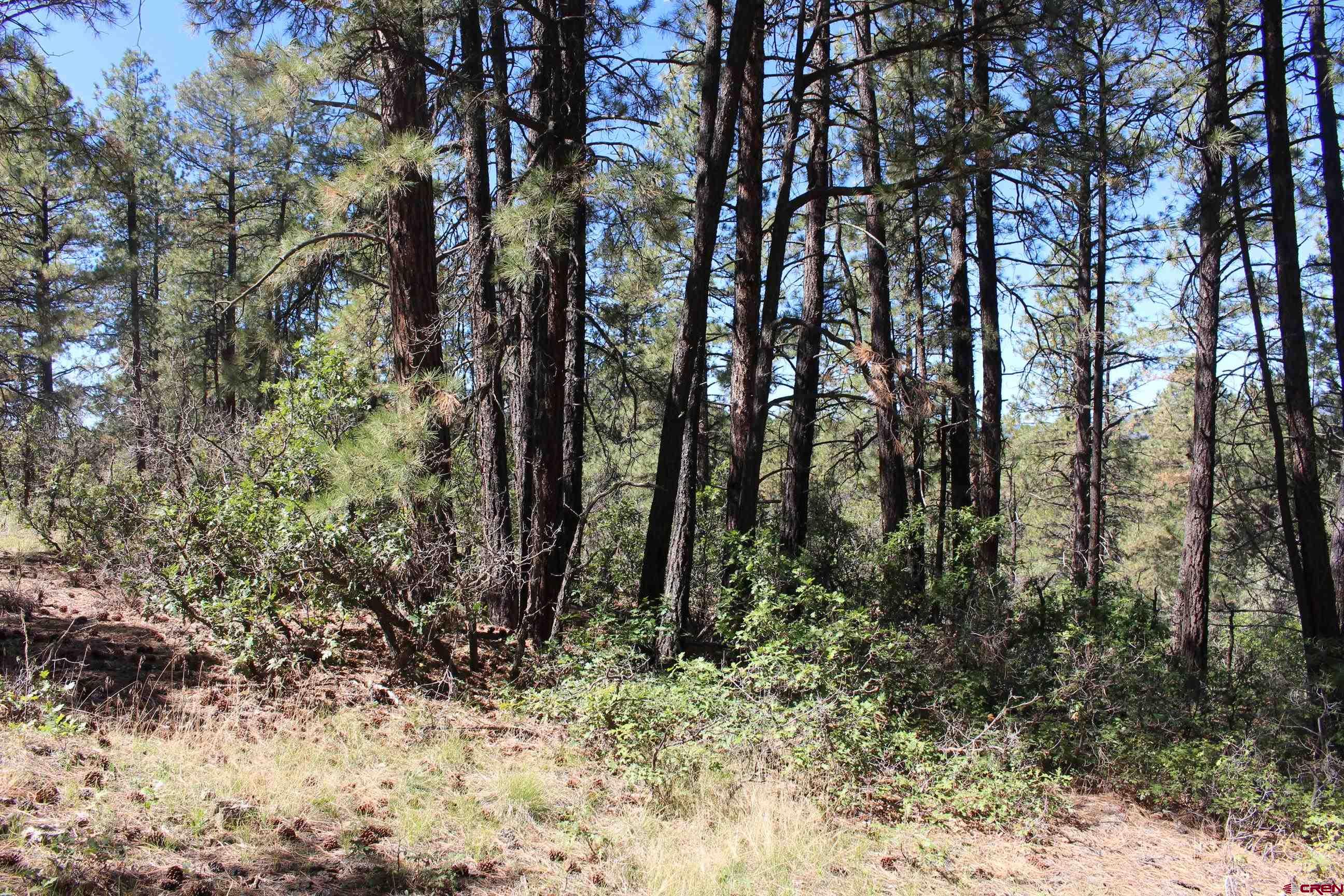 1286 Crooked Road Pagosa Springs, CO 81147 - Photo 6 of 20 a view of forest