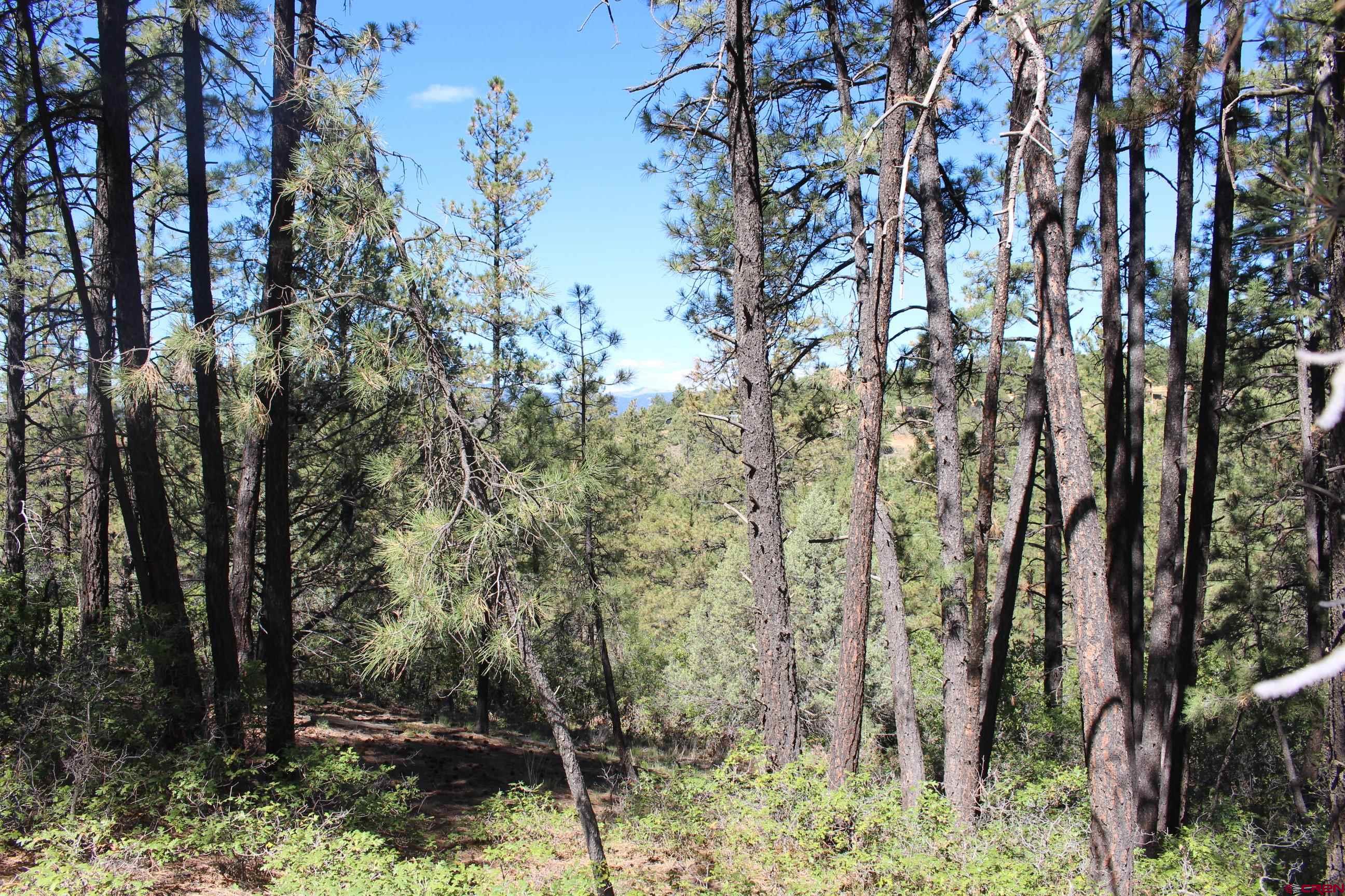 1286 Crooked Road Pagosa Springs, CO 81147 - Photo 7 of 20 a view of a forest
