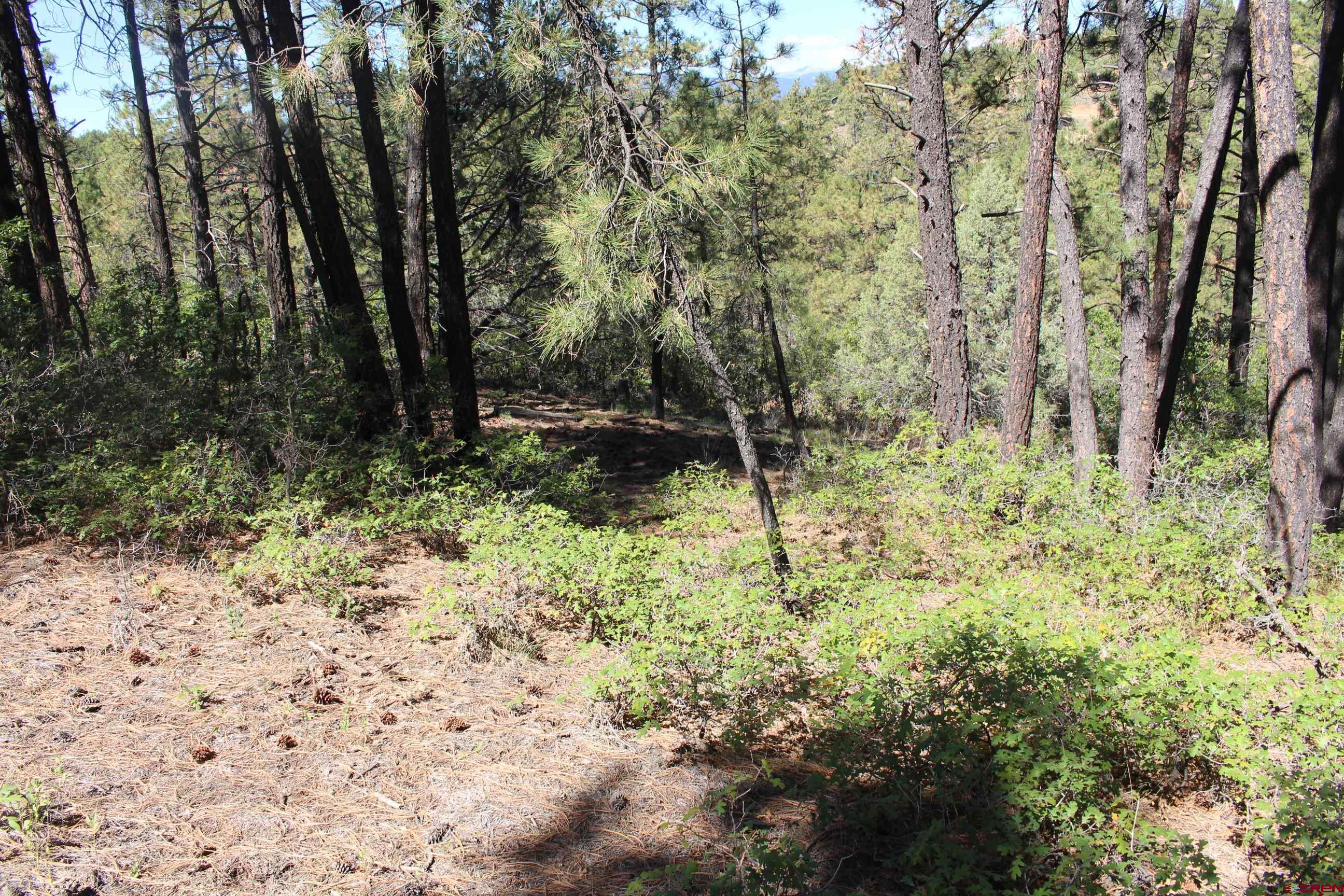 1286 Crooked Road Pagosa Springs, CO 81147 - Photo 8 of 20 a view of backyard with green space