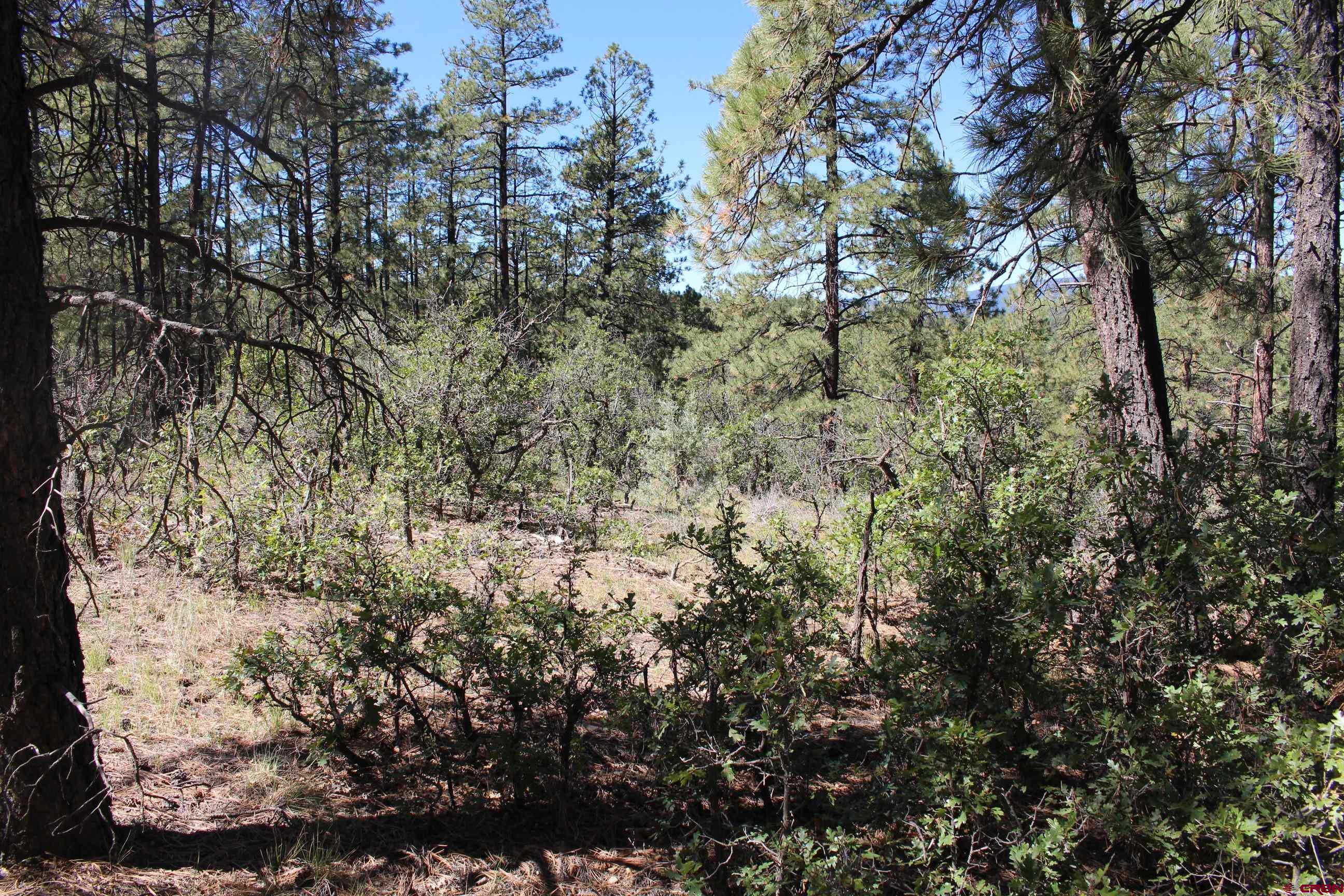 1286 Crooked Road Pagosa Springs, CO 81147 - Photo 9 of 20 a view of a yard