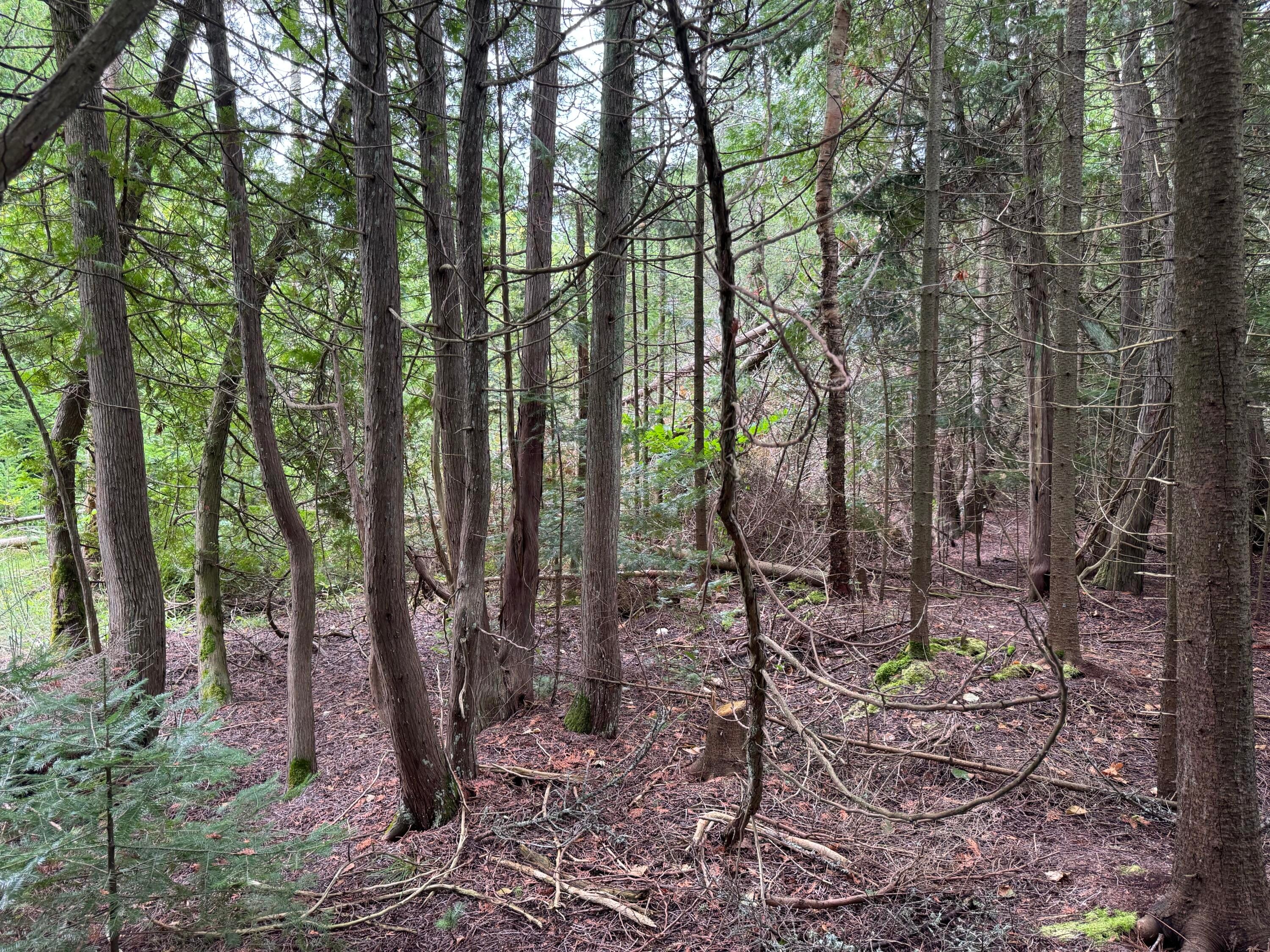 Lot 2 Pte La Barbe Rd Street St. Ignace, MI 49781 - Photo 5 of 10