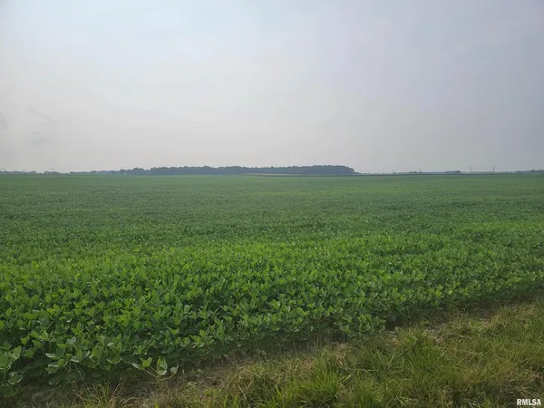 a view of field with grass and trees