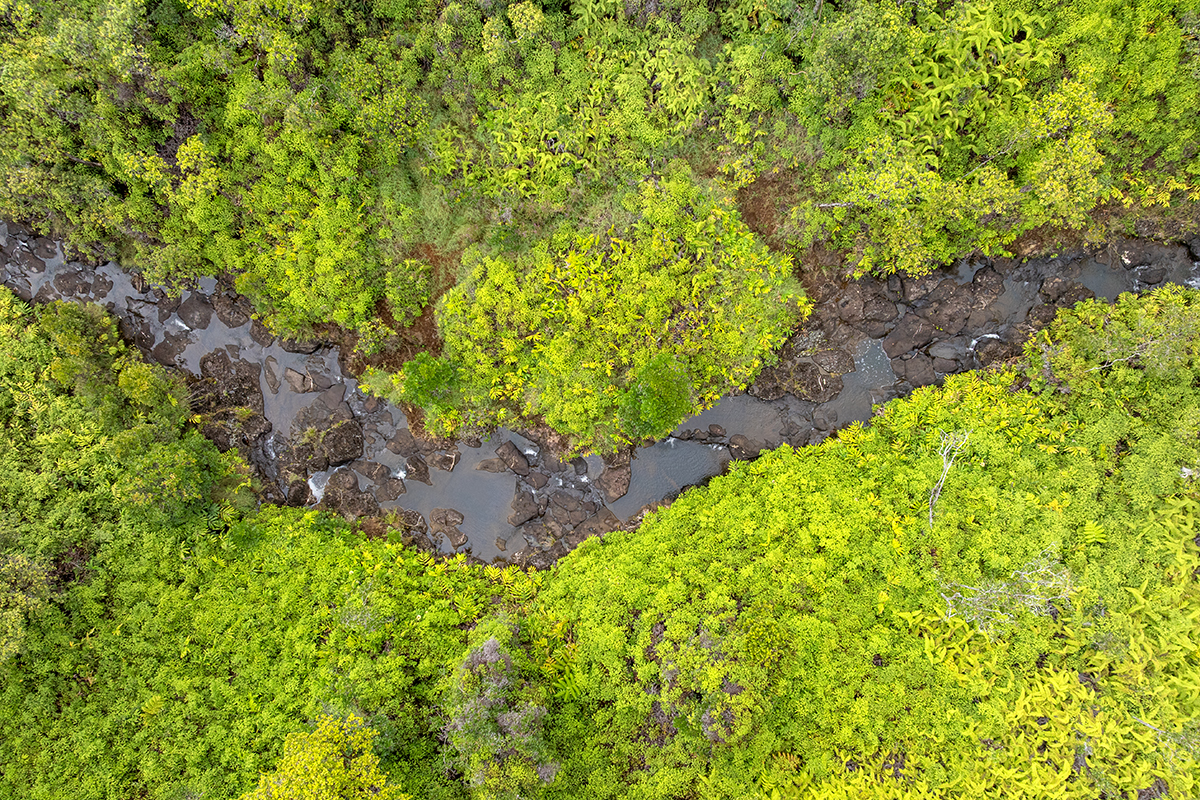 19-51 Kaiwiki Road Hilo, HI 96720 - Photo 10 of 13 a view of a garden with plants