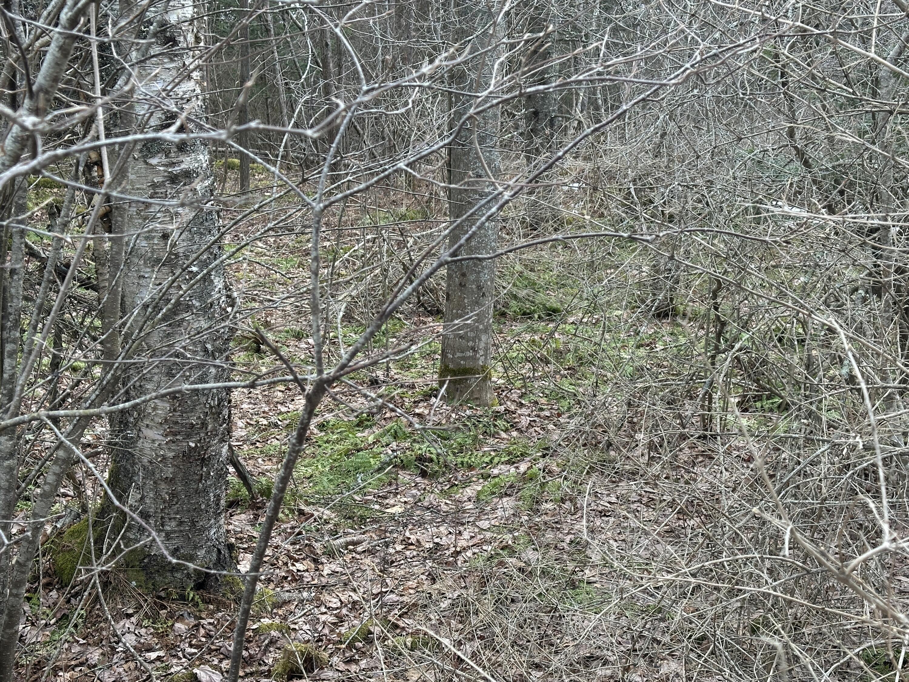 Lot #10 Ridge Road Tenants Harbor, ME 04860 - Photo 16 of 29 IMG_2069