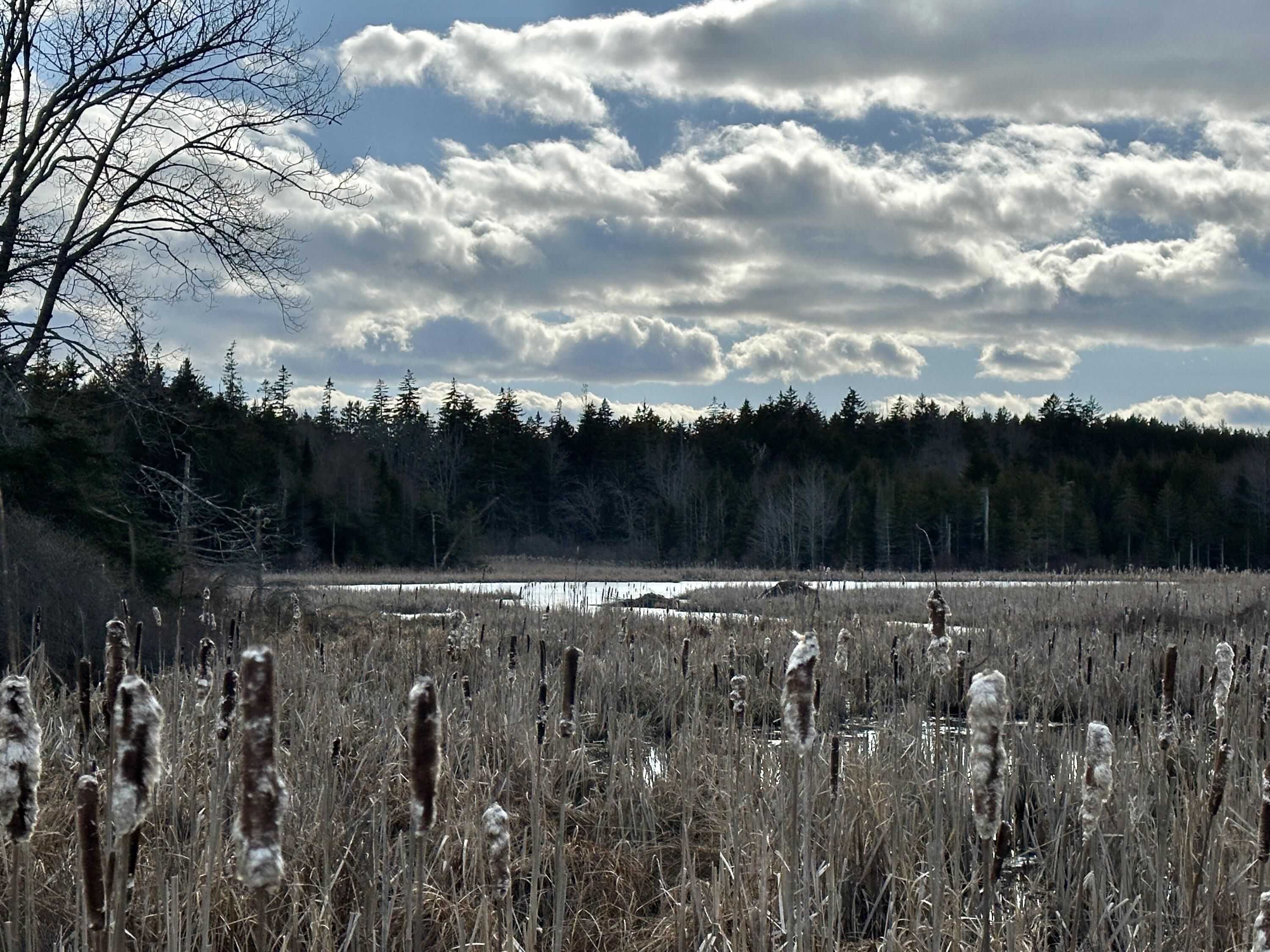 Lot #10 Ridge Road Tenants Harbor, ME 04860 - Photo 6 of 29 IMG_2172 3