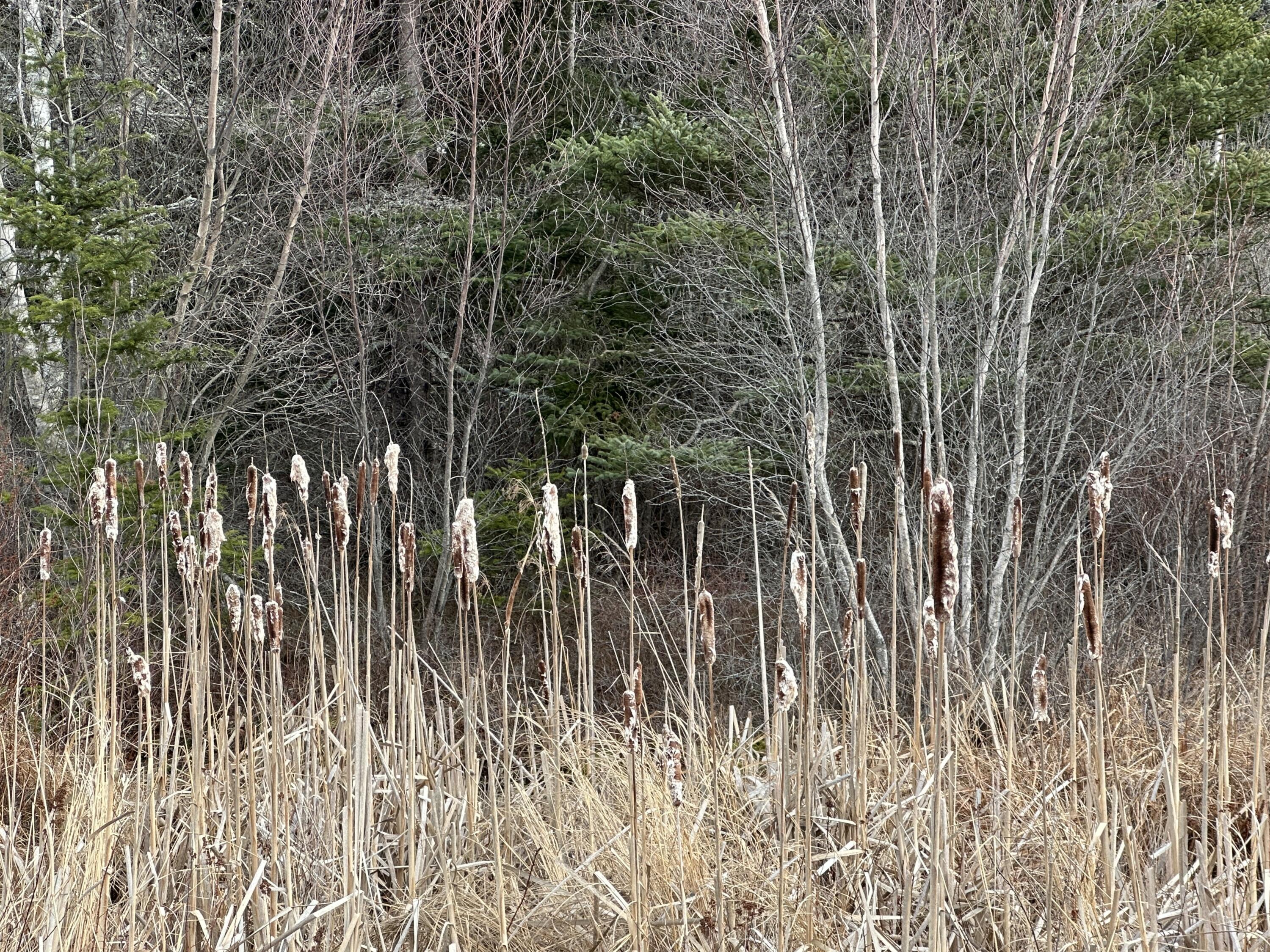 Lot #10 Ridge Road Tenants Harbor, ME 04860 - Photo 7 of 29 IMG_2086