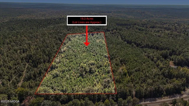 a close up of a plant