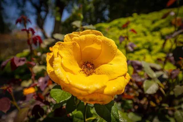 a view of a flower in a garden