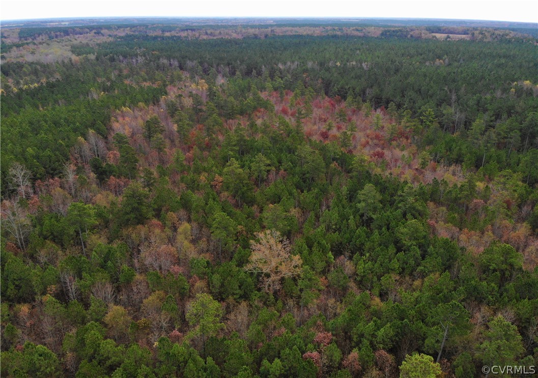 0 Doyle's Lake Road Emporia, VA 23847 - Photo 2 of 50 a view of a lush green forest with lush green forest