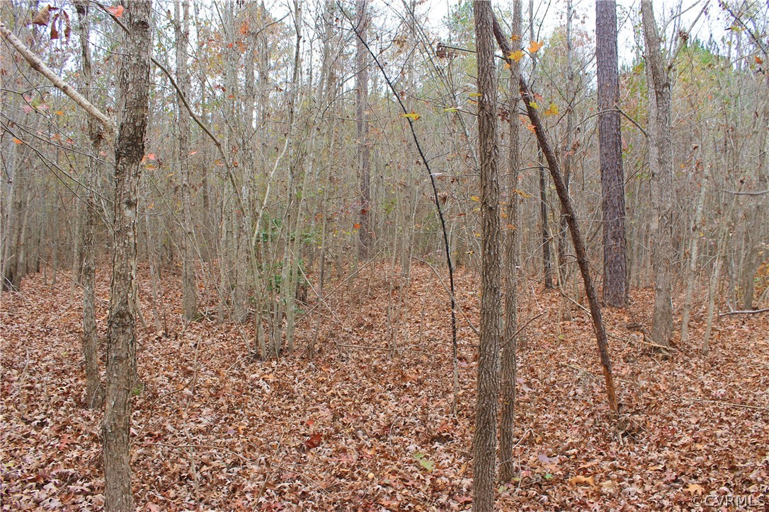 0 Doyle's Lake Road Emporia, VA 23847 - Photo 27 of 50 a view of forest