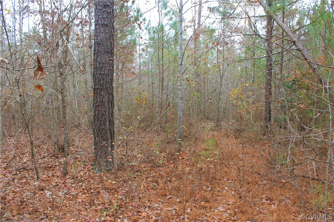 0 Doyle's Lake Road Emporia, VA 23847 - Photo 28 of 50 a view of a forest