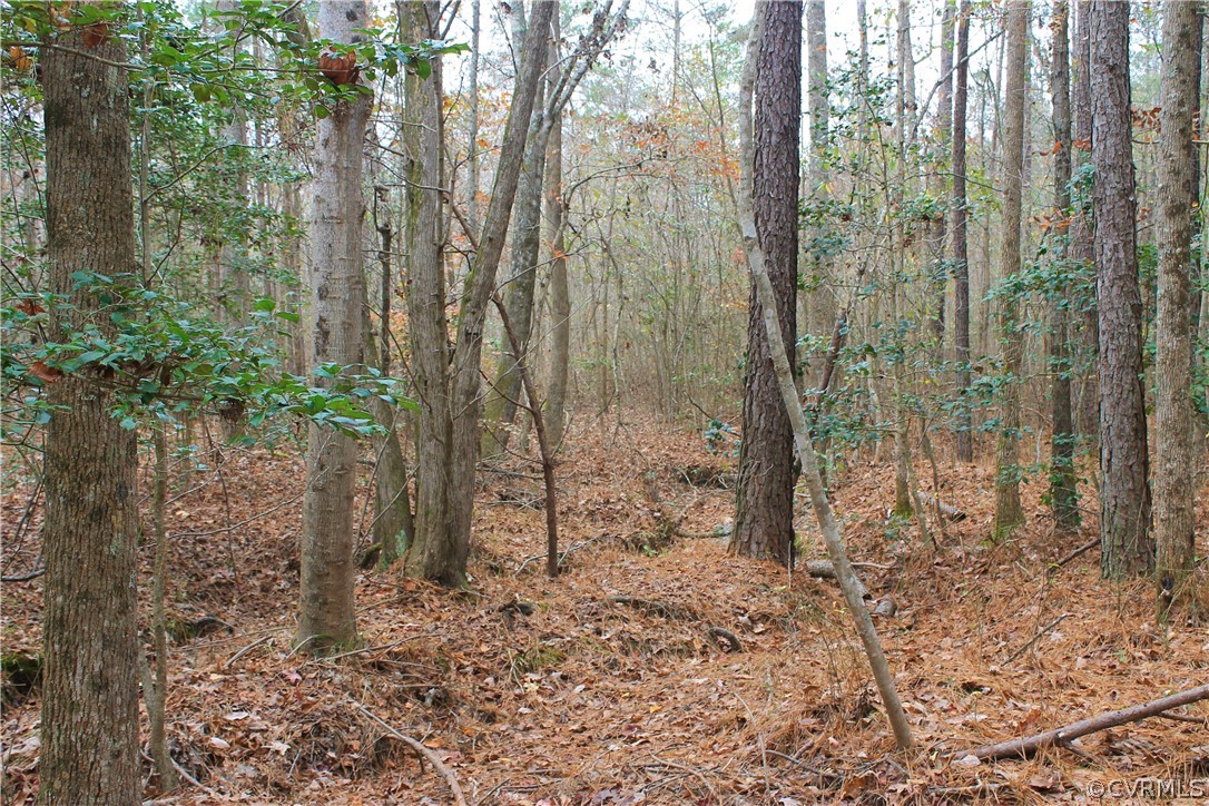 0 Doyle's Lake Road Emporia, VA 23847 - Photo 32 of 50 a view of a forest that has large trees