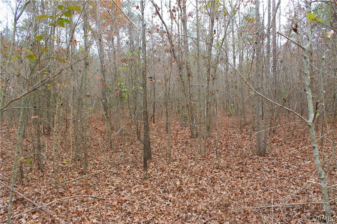 0 Doyle's Lake Road Emporia, VA 23847 - Photo 40 of 50 a view of a yard with trees