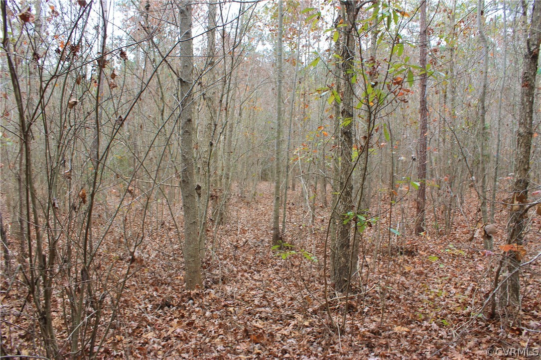 0 Doyle's Lake Road Emporia, VA 23847 - Photo 41 of 50 a view of a yard with lots of bushes