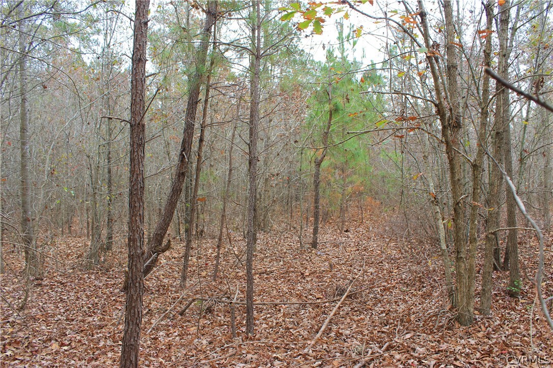 0 Doyle's Lake Road Emporia, VA 23847 - Photo 43 of 50 a view of a yard with trees